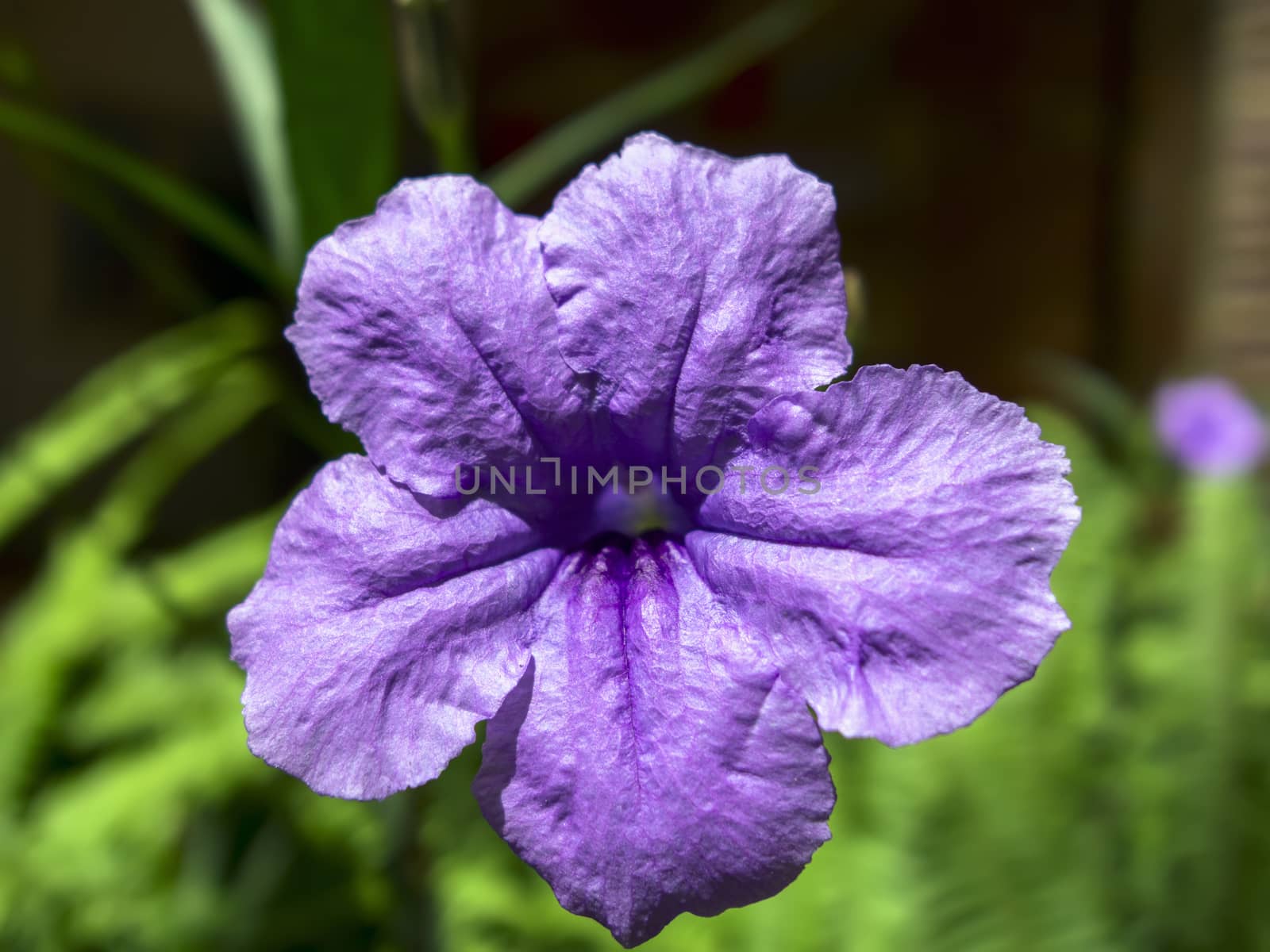 Ruellia Tuberosa Flower. by GNNick