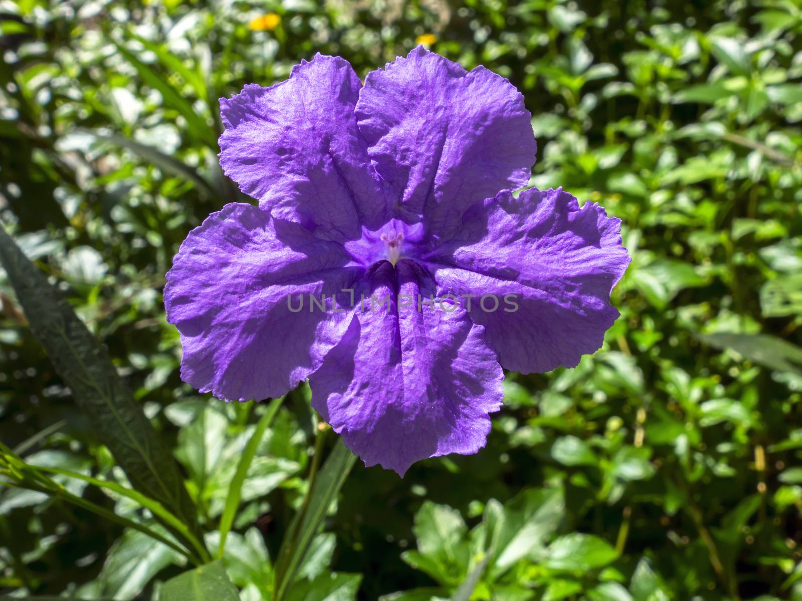 Ruellia Tuberosa. Also known as Minnie Root, Fever Root, Snapdragon Root and Sheep Potato