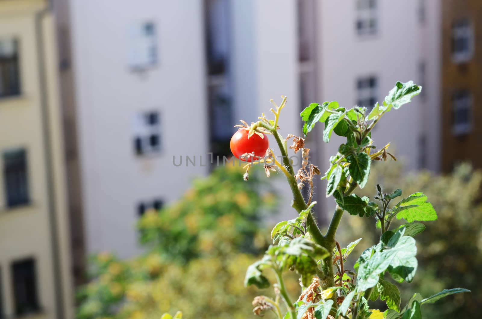 tomato