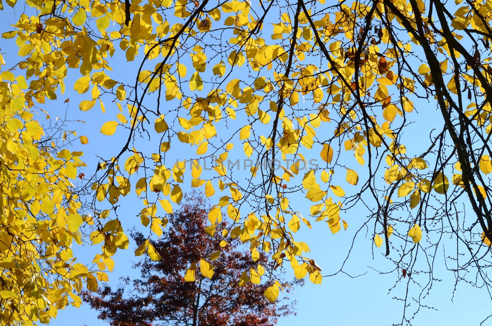 autumn