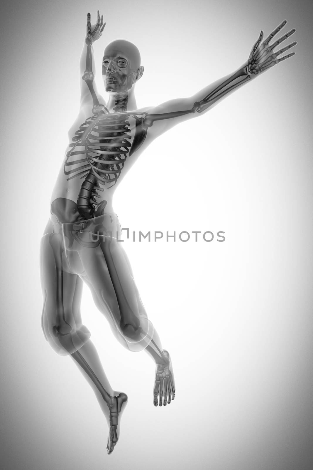 human bones radiography scan. x-ray  image