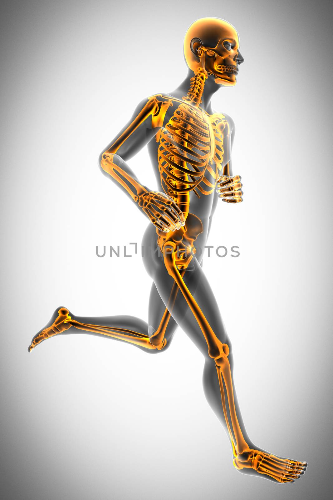 human bones radiography scan image by videodoctor
