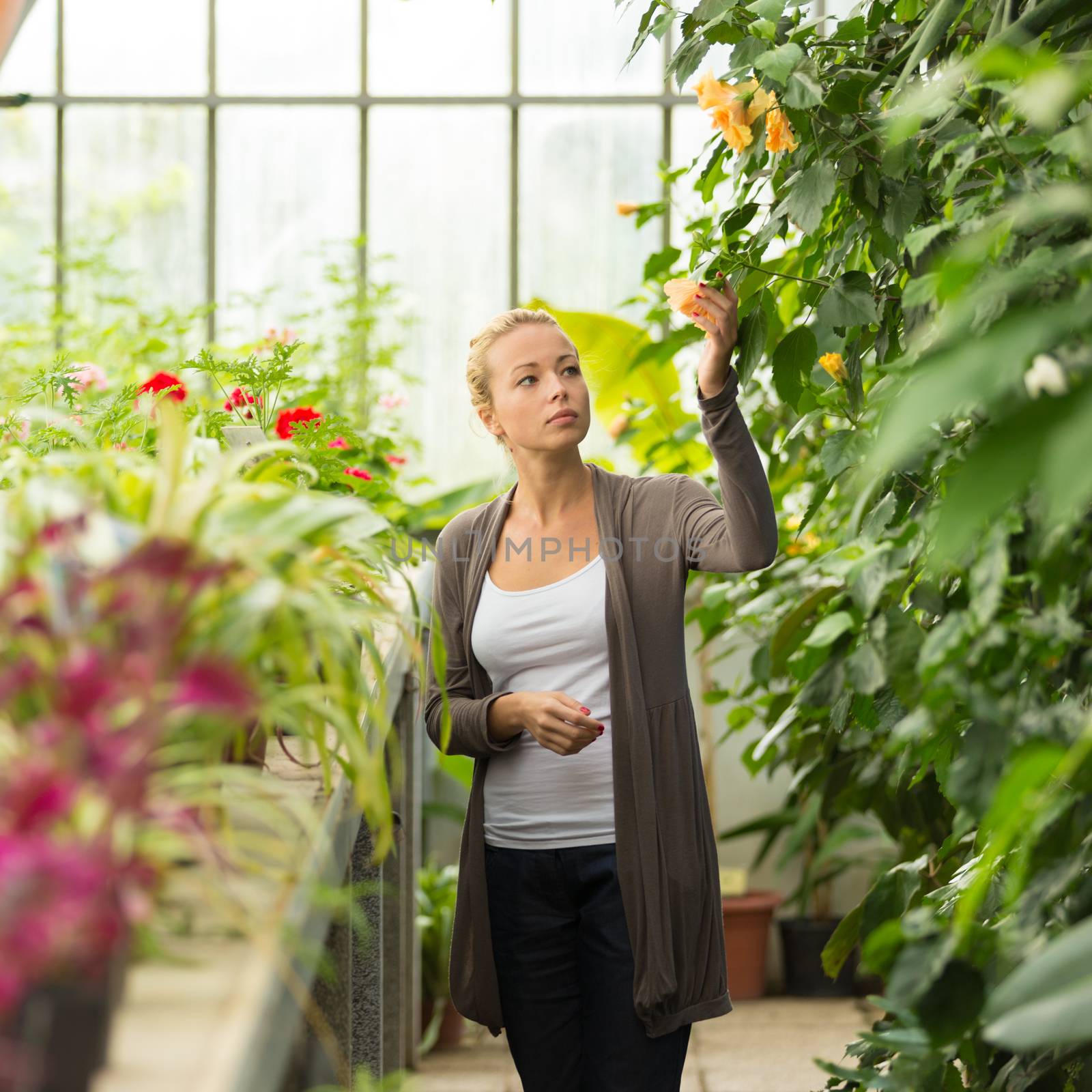 Florists woman working with flowers in a greenhouse. 
