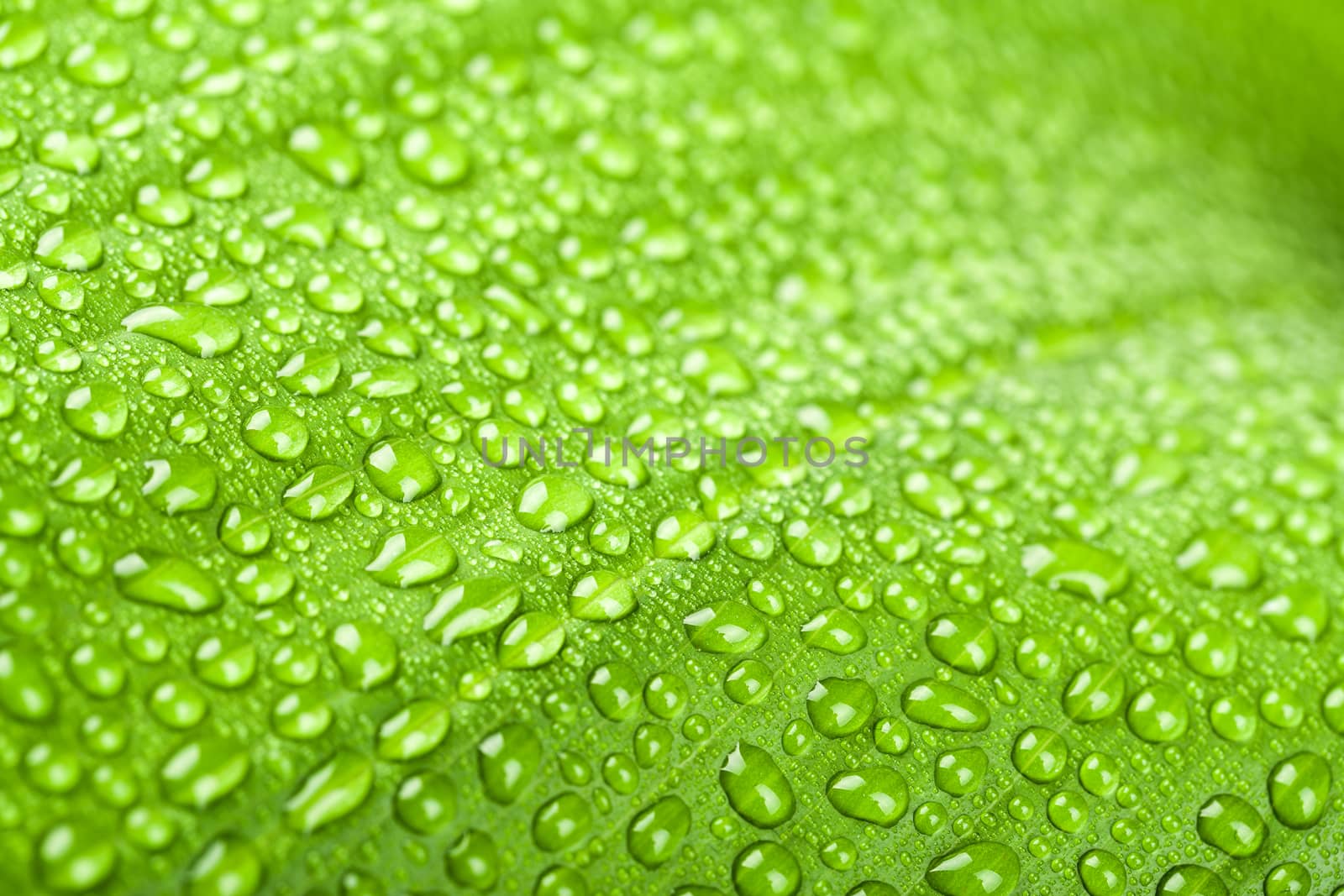 macro water drops on green plant leaf for natural background, wallpaper or backdrop use