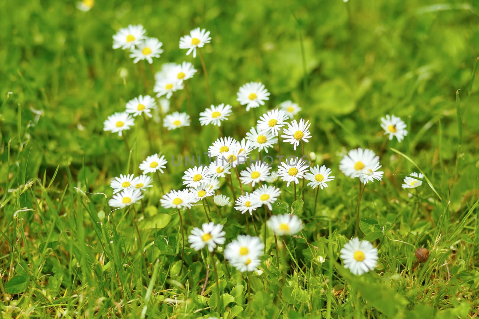 small daisy flower on green lawn with shallow focus