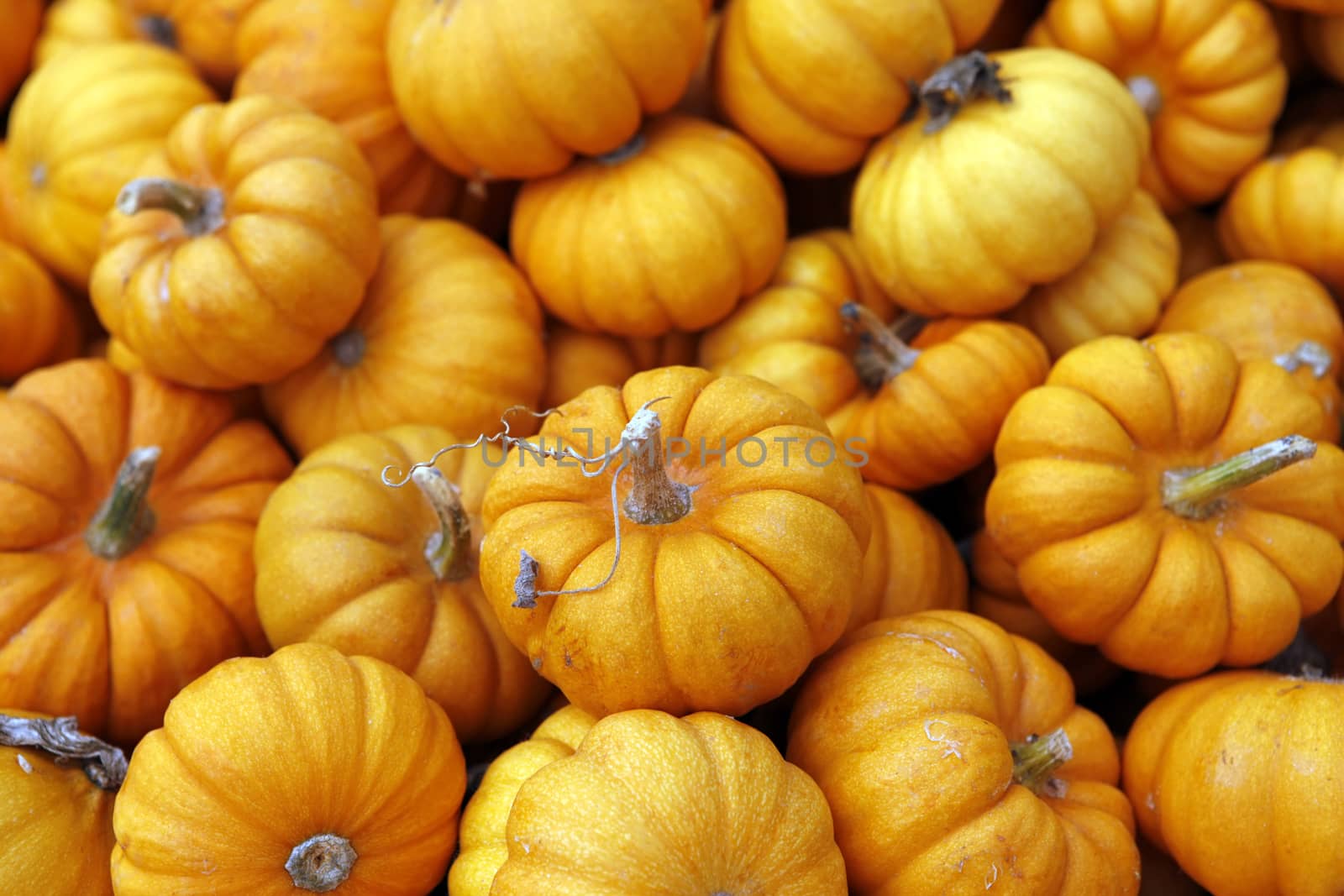 Many pumpkins. Fair of a pumpkin in California