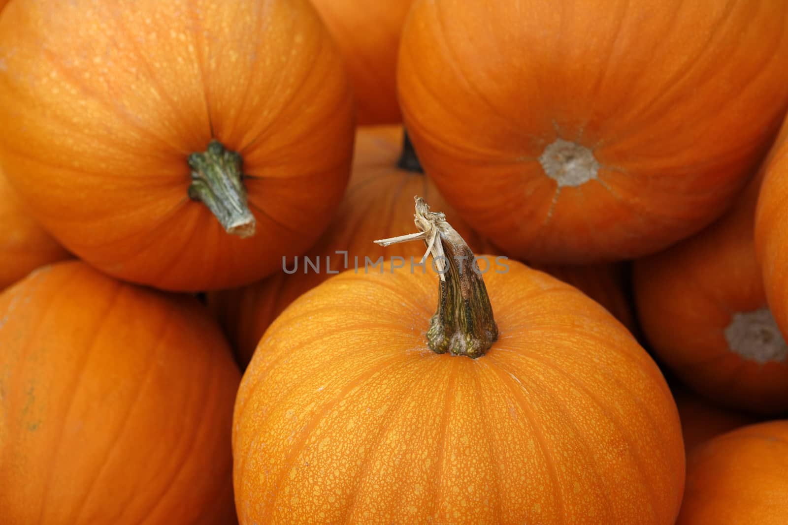 Many pumpkins. Fair of a pumpkin in California