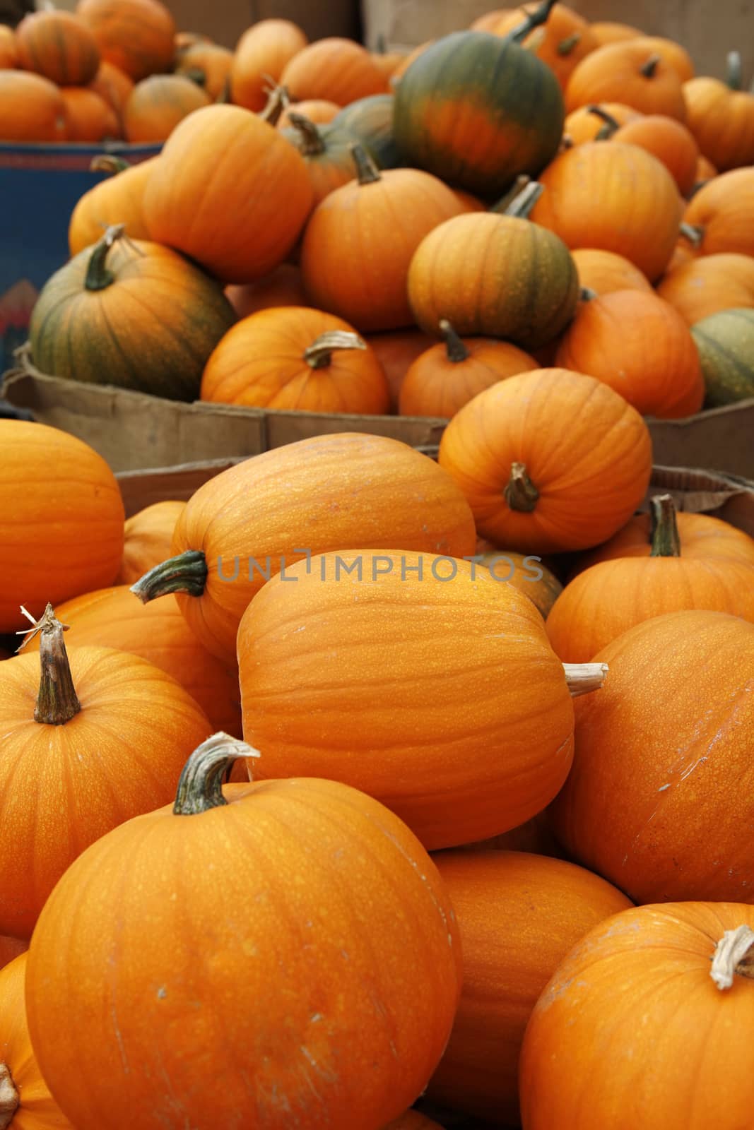 Many pumpkins. Fair of a pumpkin in California