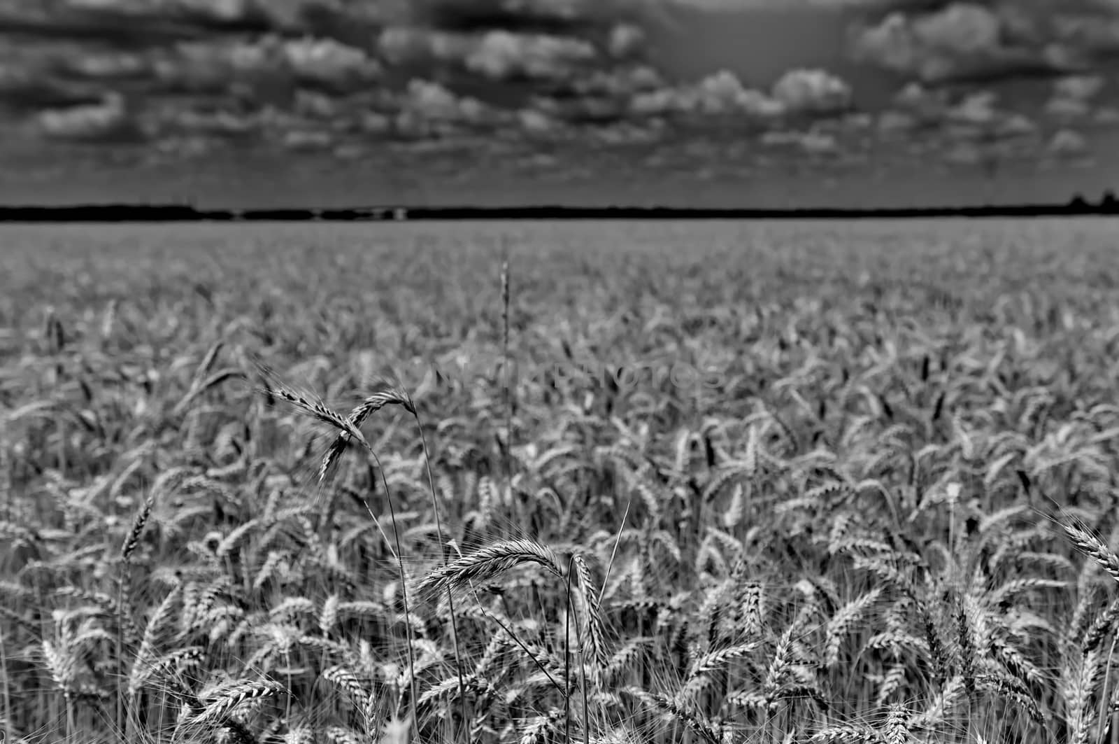 Wheat field in black and white