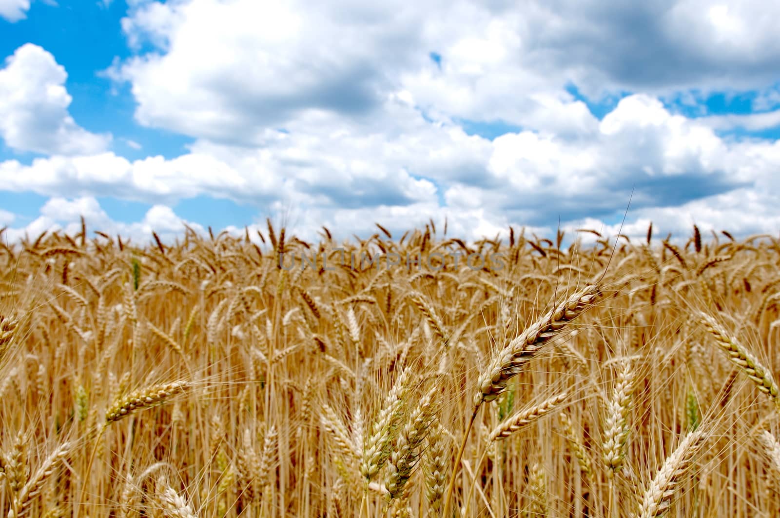 Wheat field with cloudy blue sky by anderm