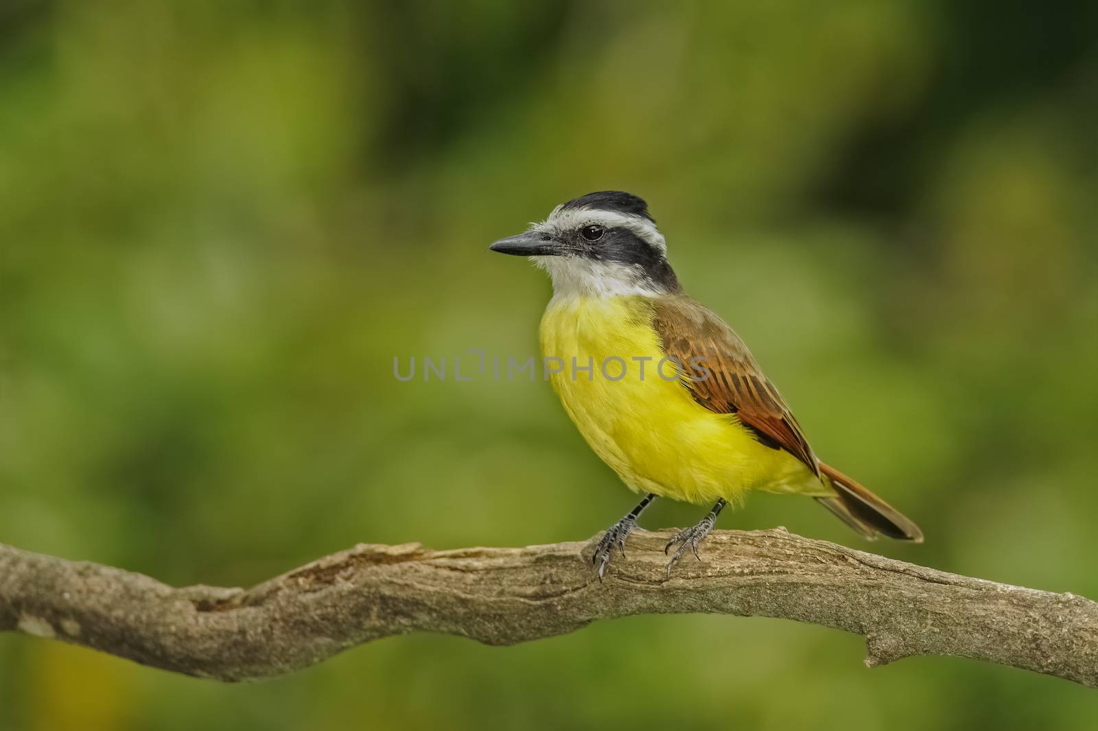 Great Kiskadee perched on a branch in Costa Rica.