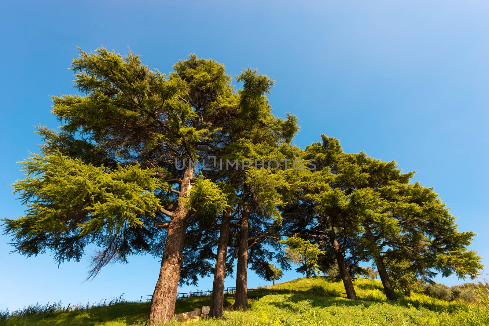 Five cedars of Lebanon (cedrus libani) in the hill on blue sky in summer