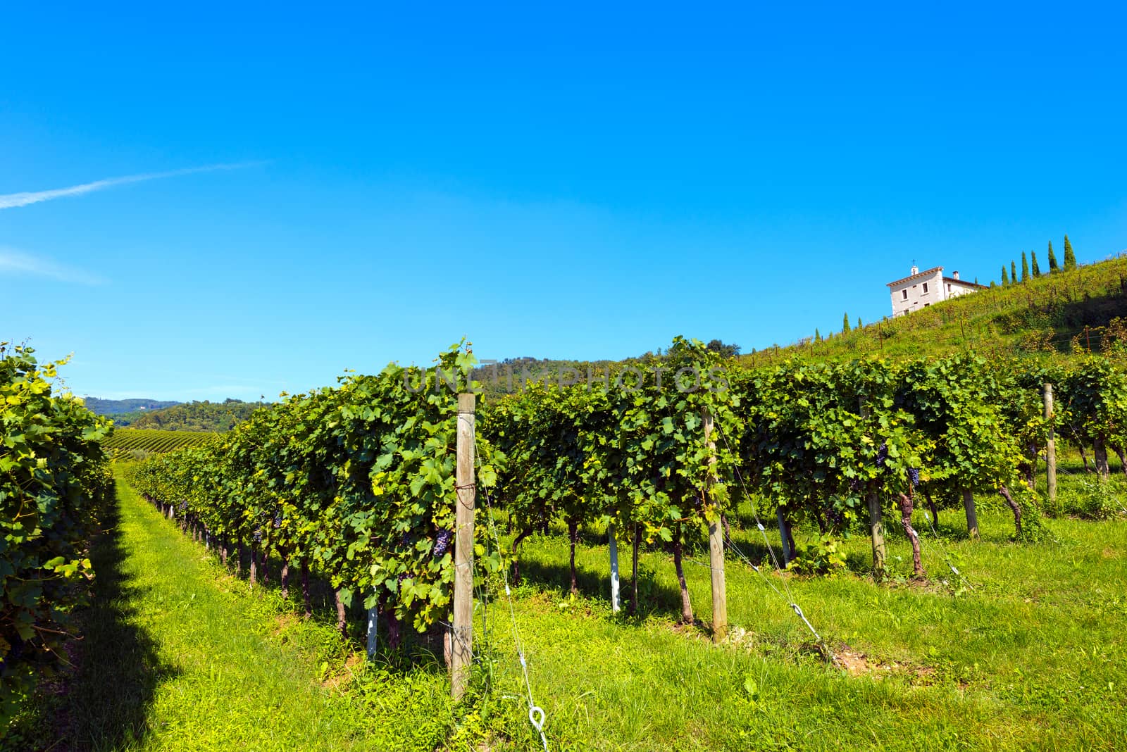 Typical Italian red grape vineyards at the base of the hill with blue sky