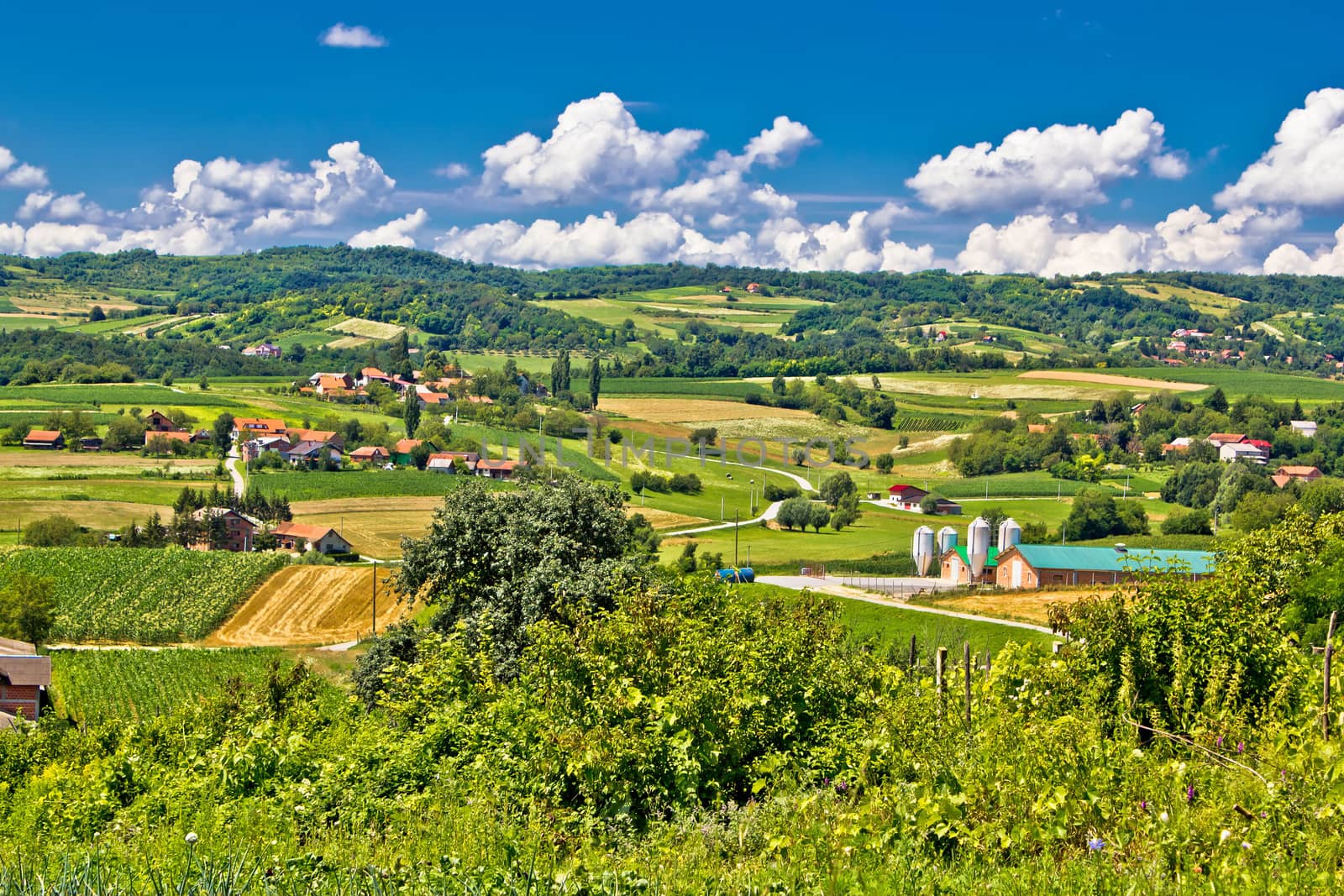 Countryside farmland green scenery in Croatia, region of Prigorje