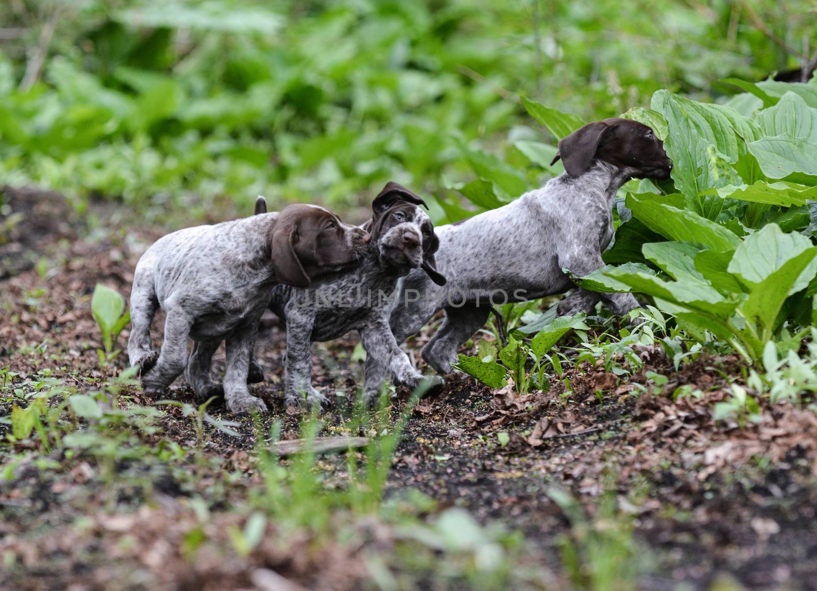 litter of puppies playing by willeecole123