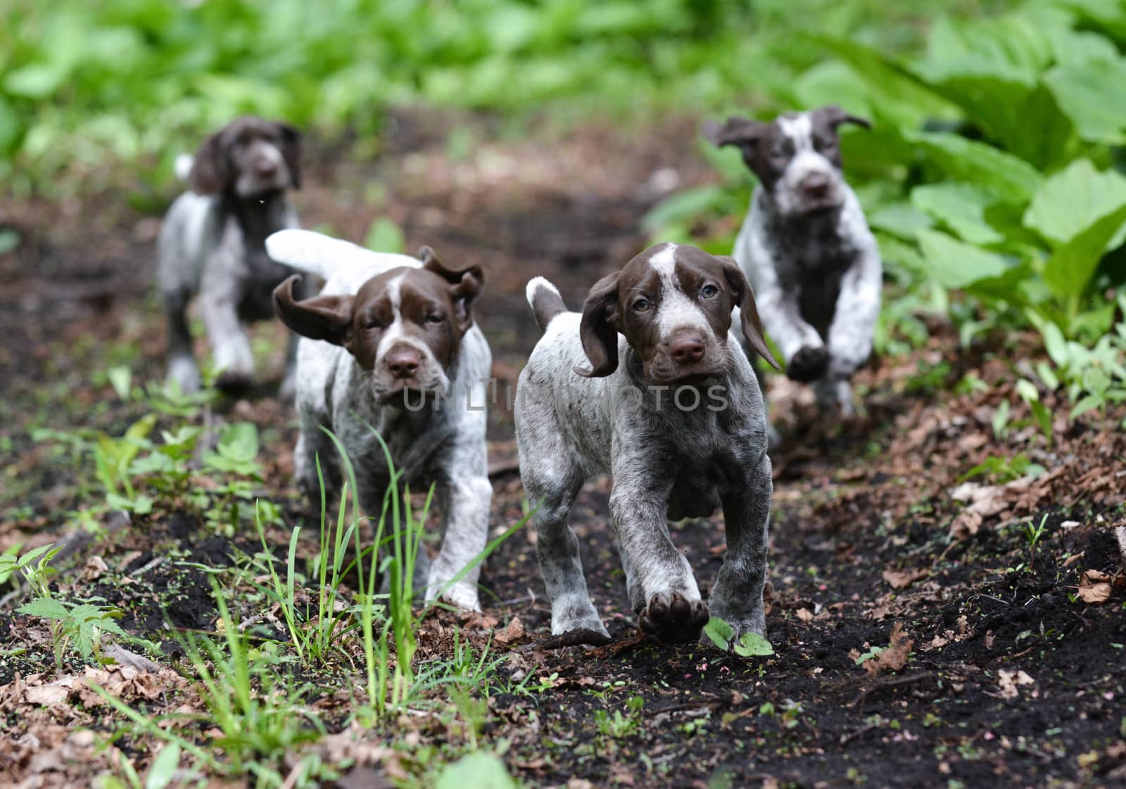 german shorthaired pointer litter running in the forest - 8 weeks old