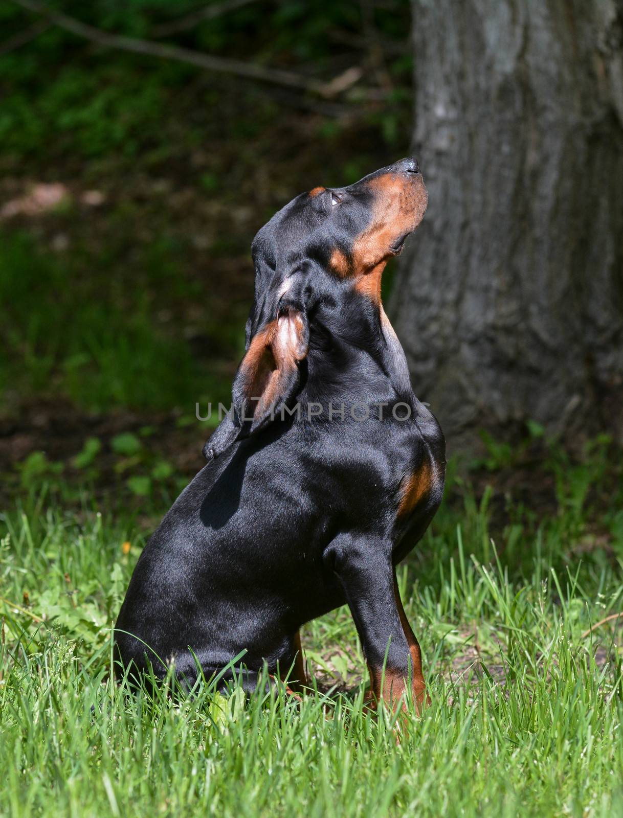black and tan coonhound puppy sitting in the grass