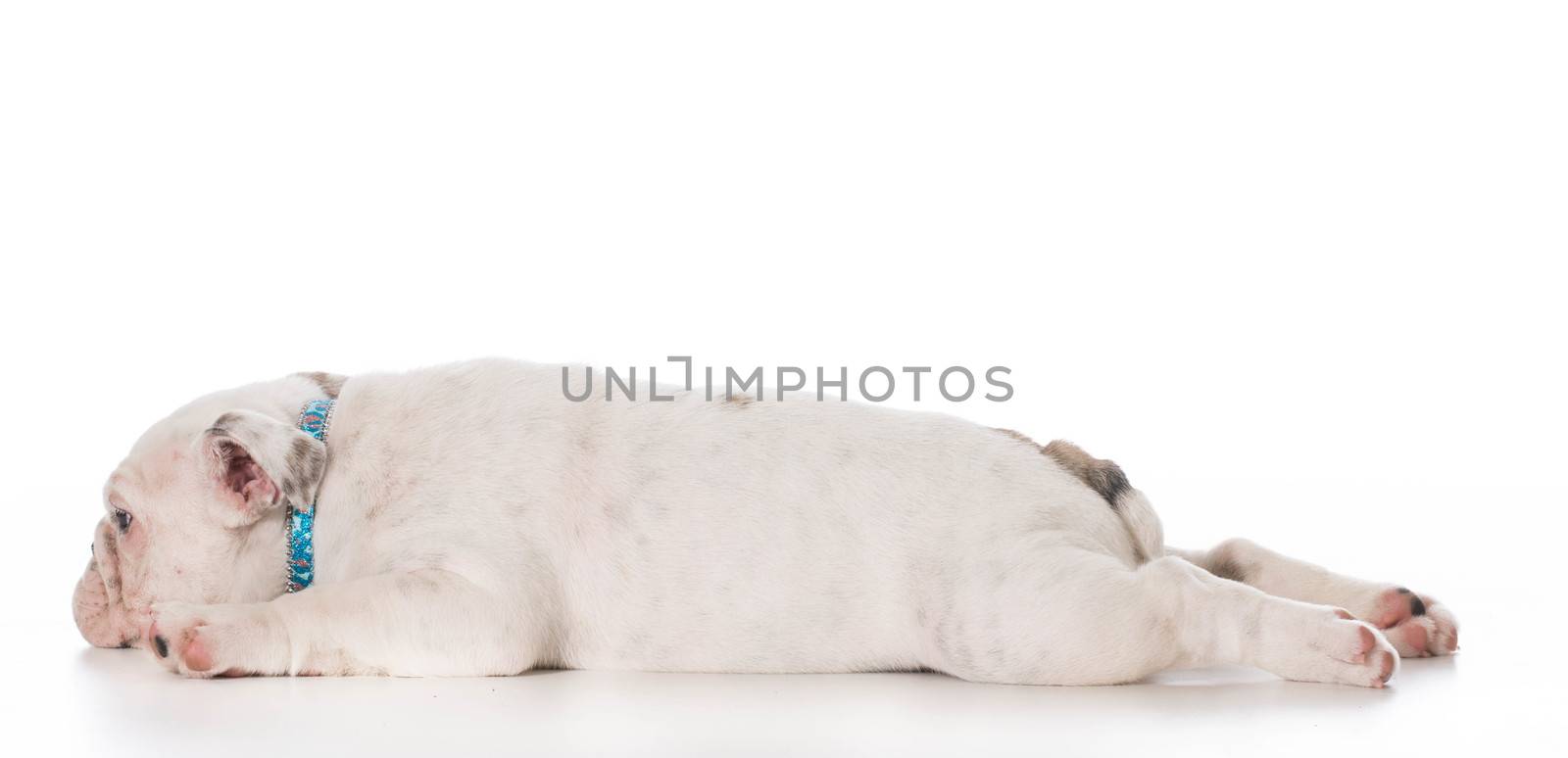tired english bulldog puppy laying down stretched out on white background