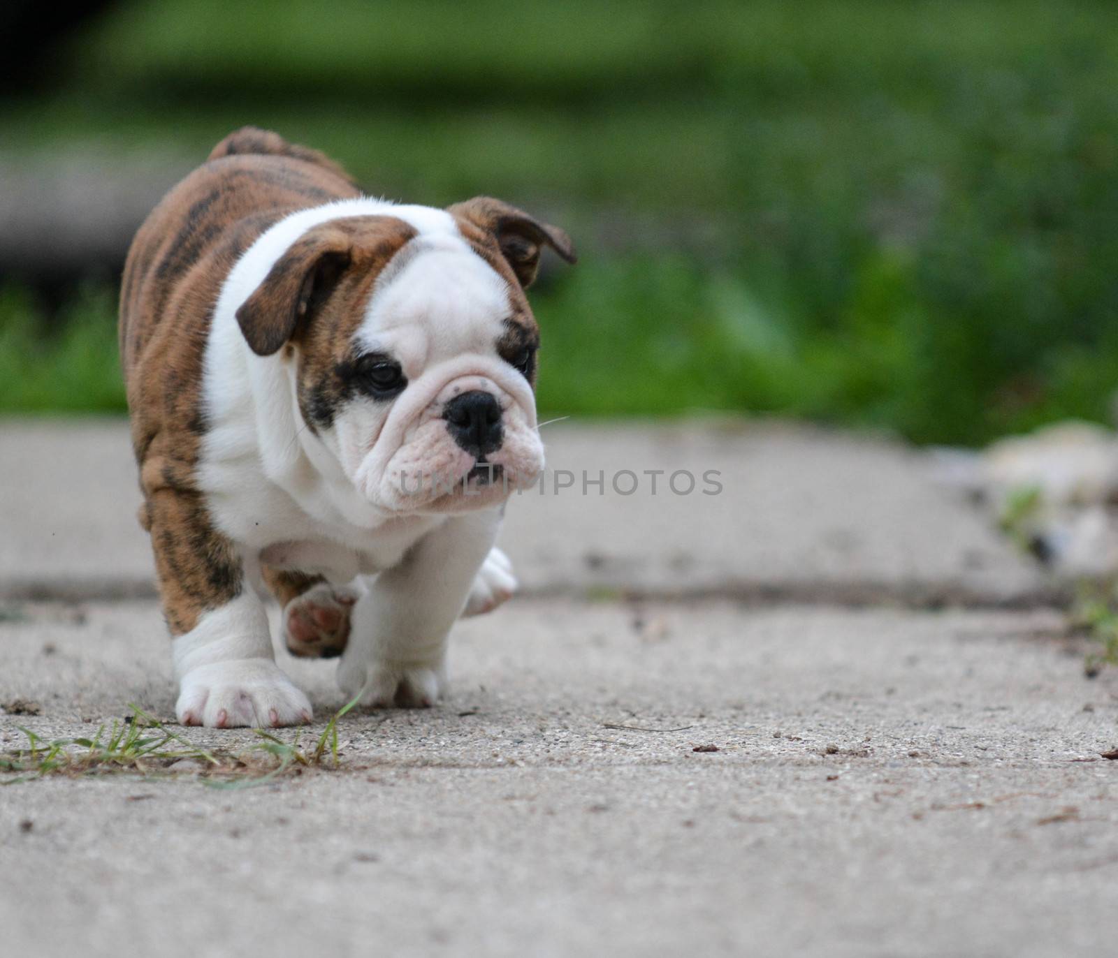 english bulldog puppy walking outside