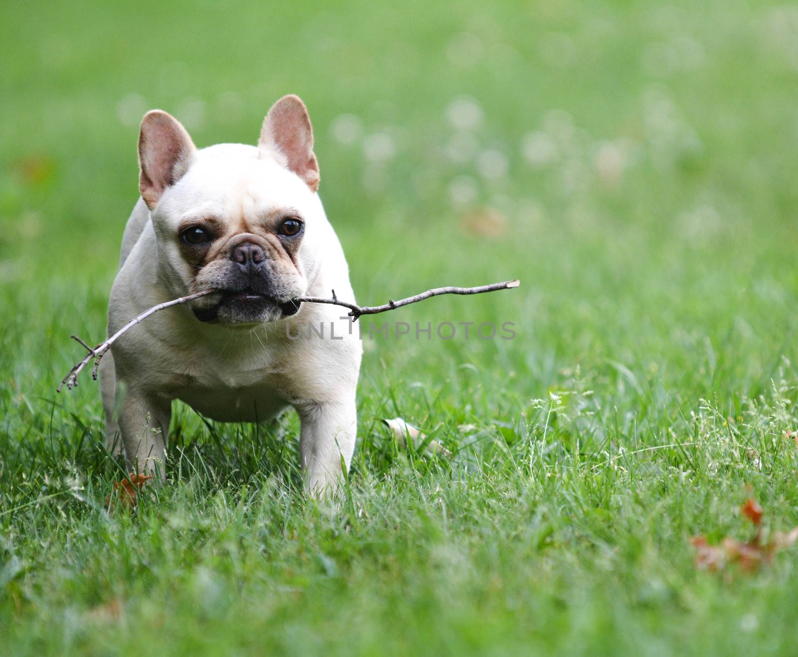 dog playing with stick by willeecole123