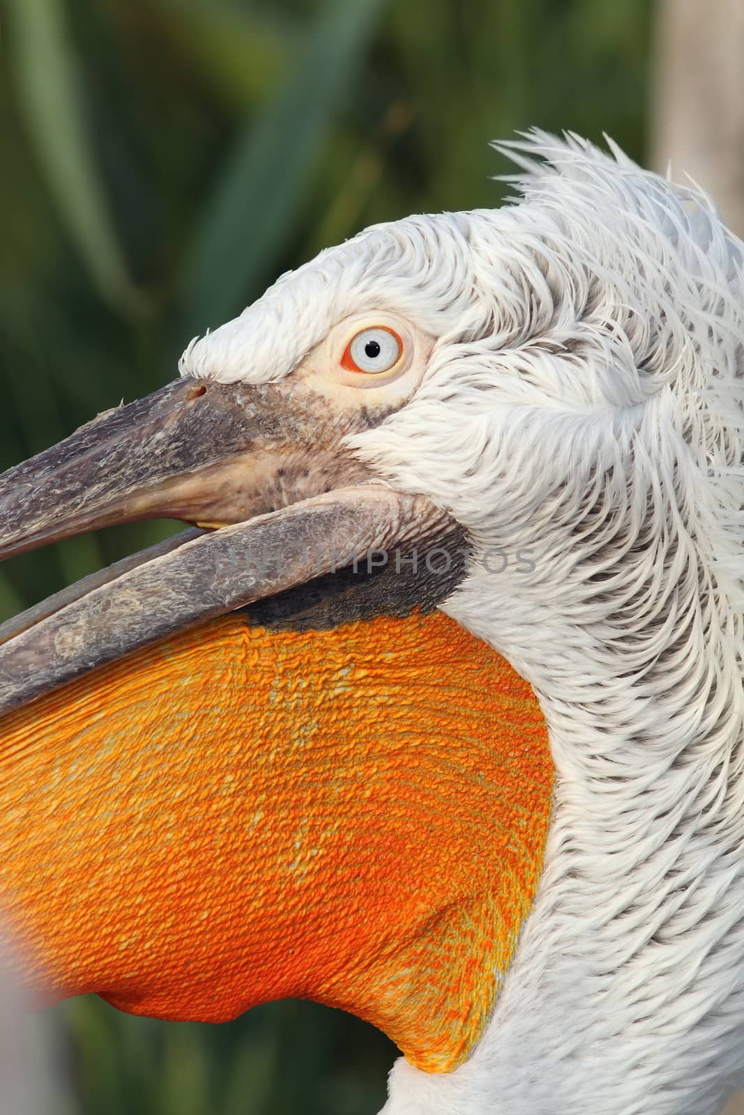 detail on dalmatian pelican (  Pelecanus crispus ) face