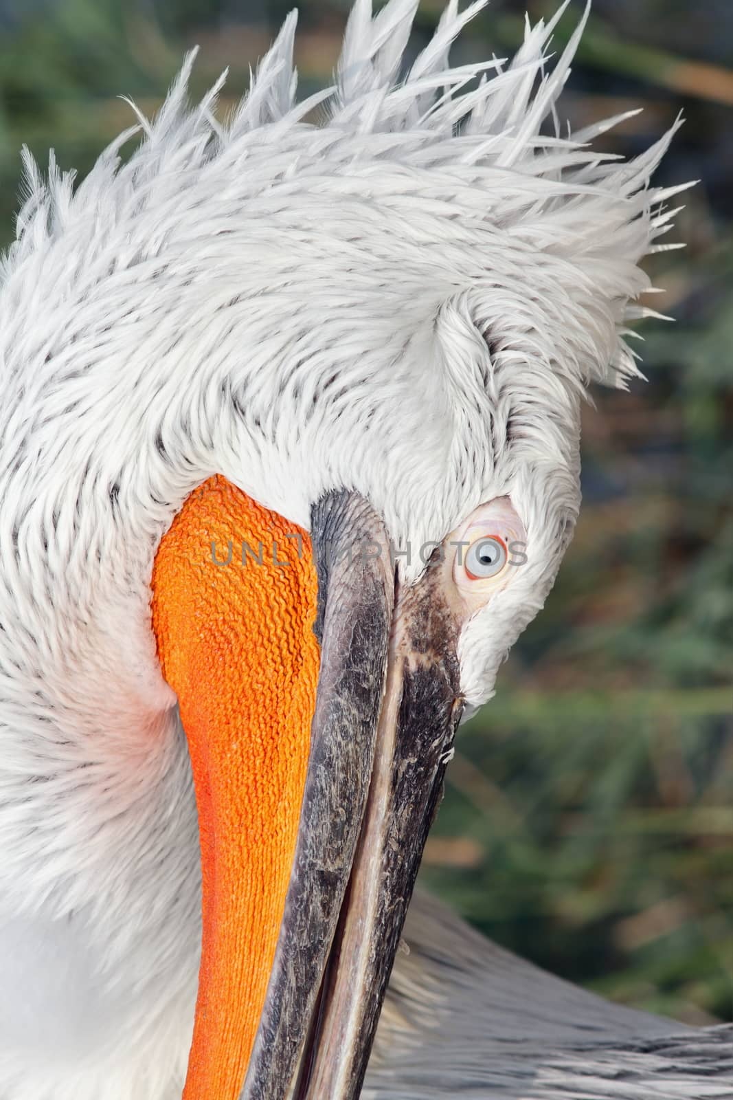 details on dalmatian pelican ( pelecanus crispus ) head