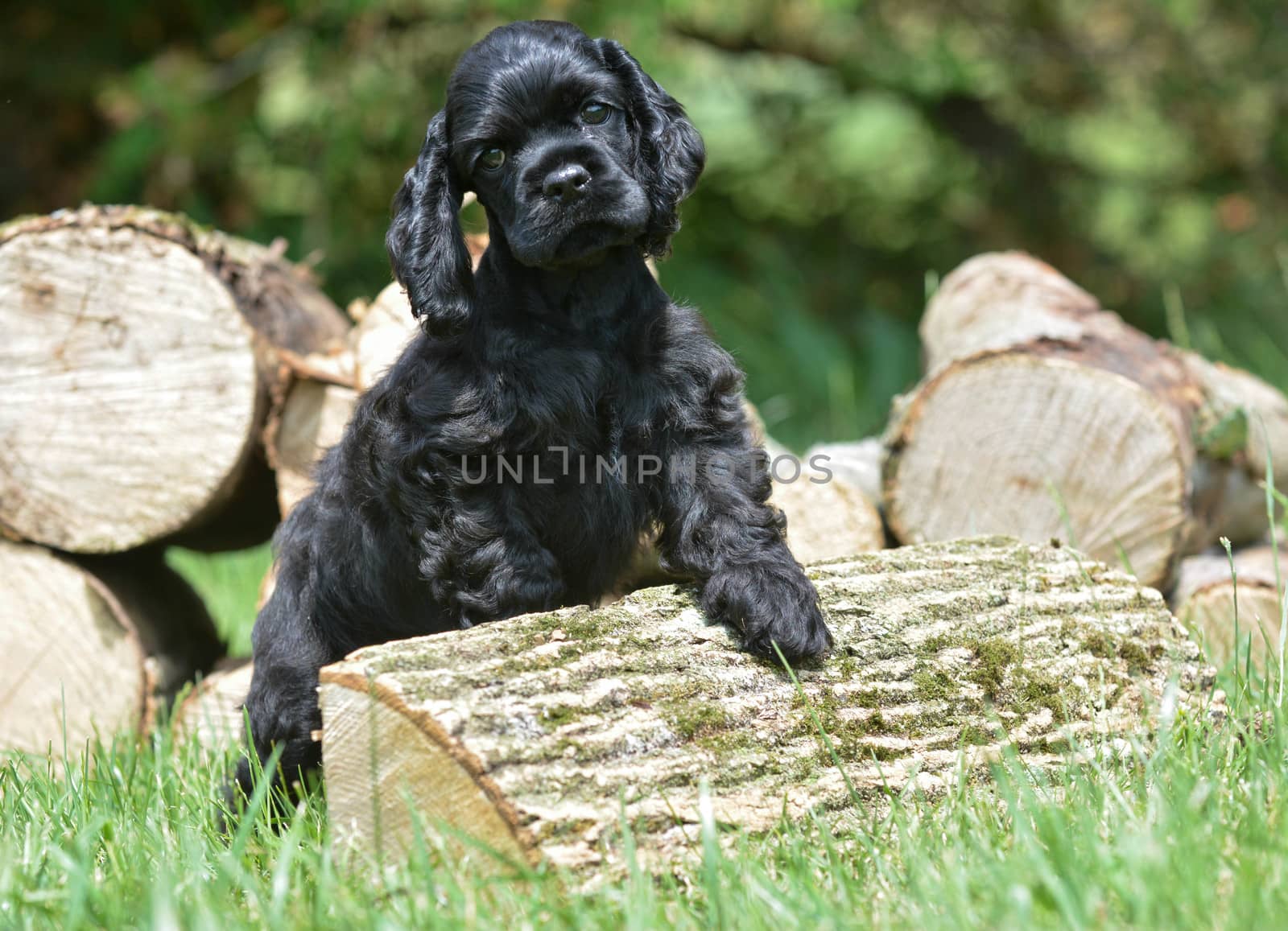 american cocker spaniel puppy standing on a wood pile