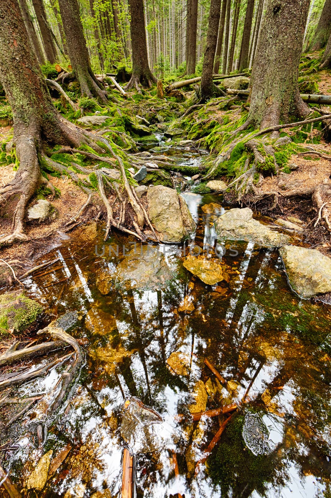 The primeval forest with the creek - HDR by hanusst