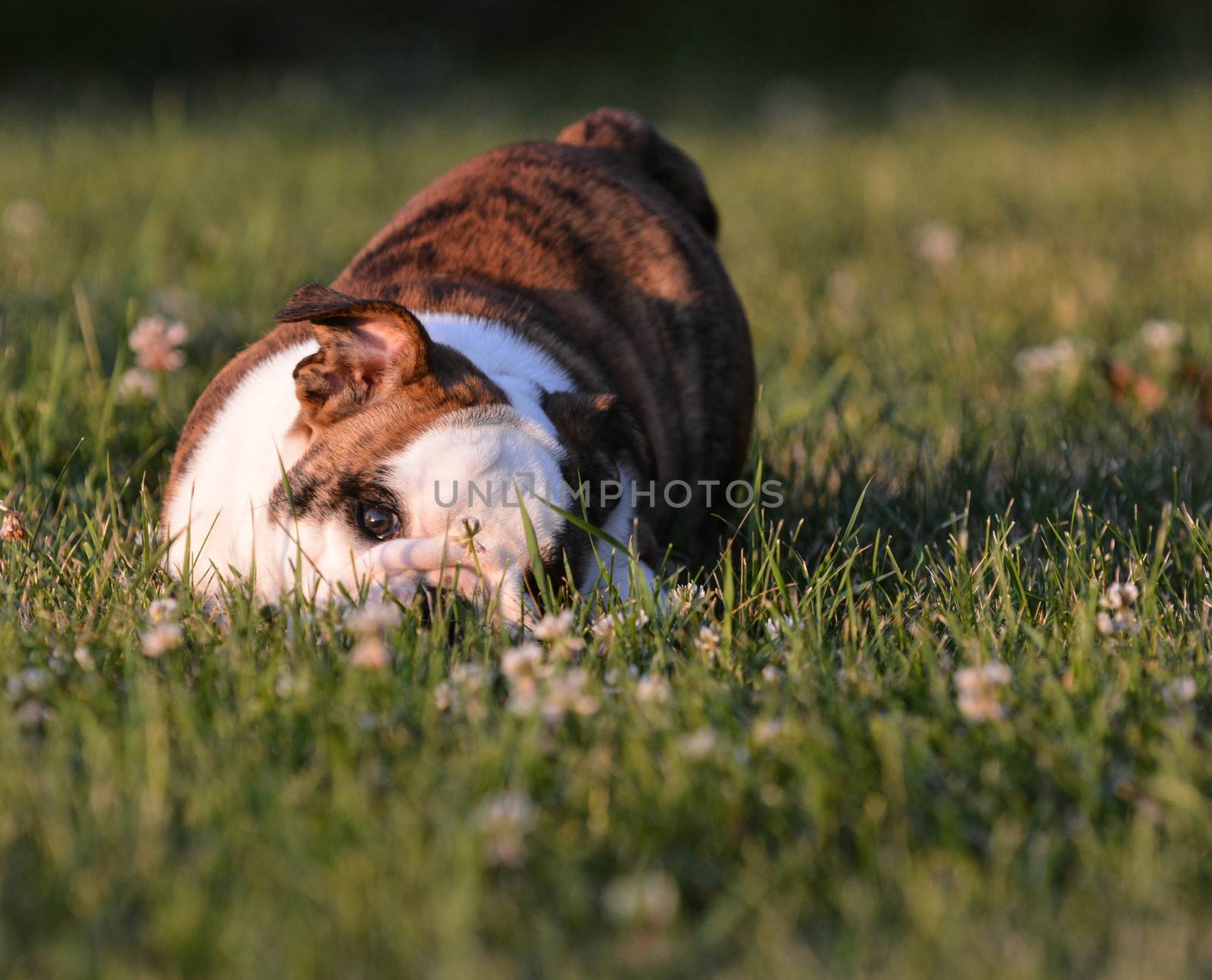 puppy playing outside in the grass