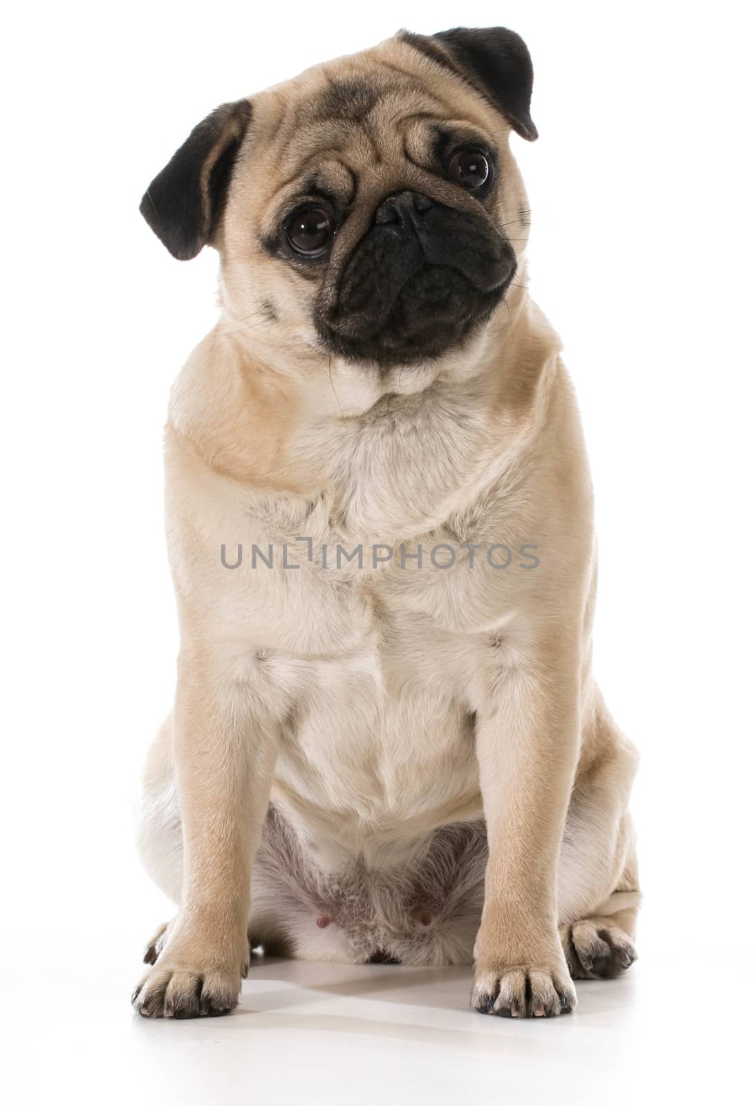 pug sitting isolated on white background