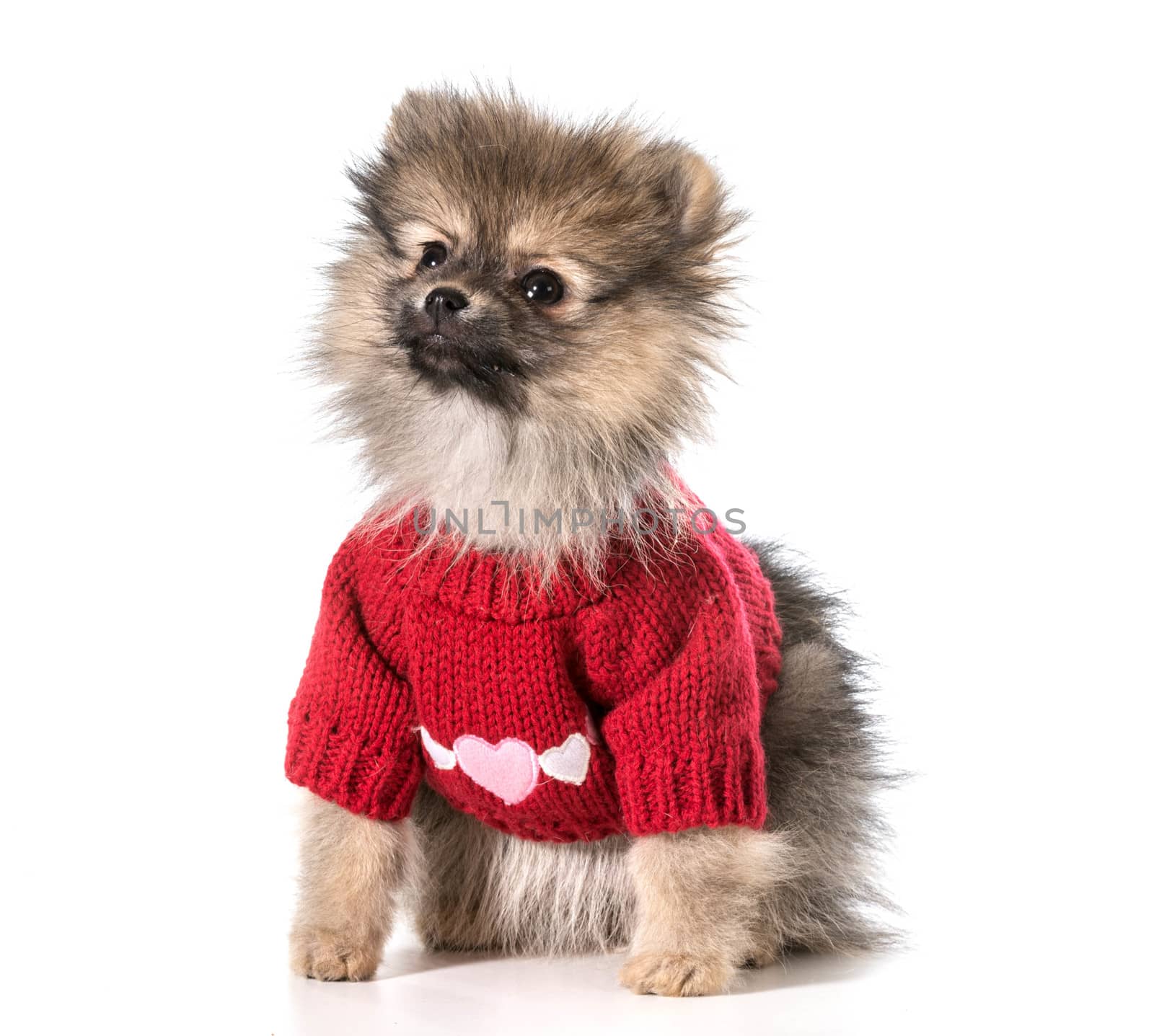 pomeranian wearing red sweater with hearts