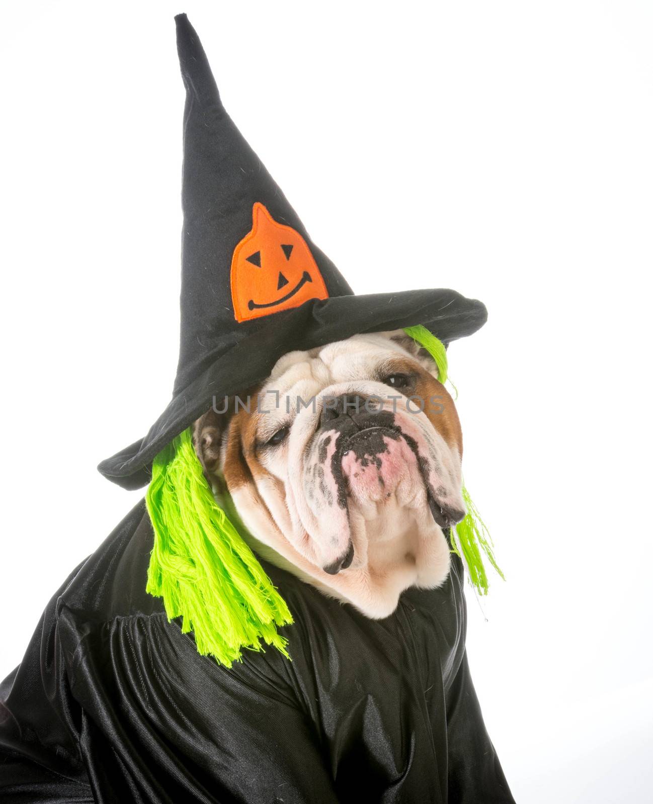 english bulldog wearing witch costume