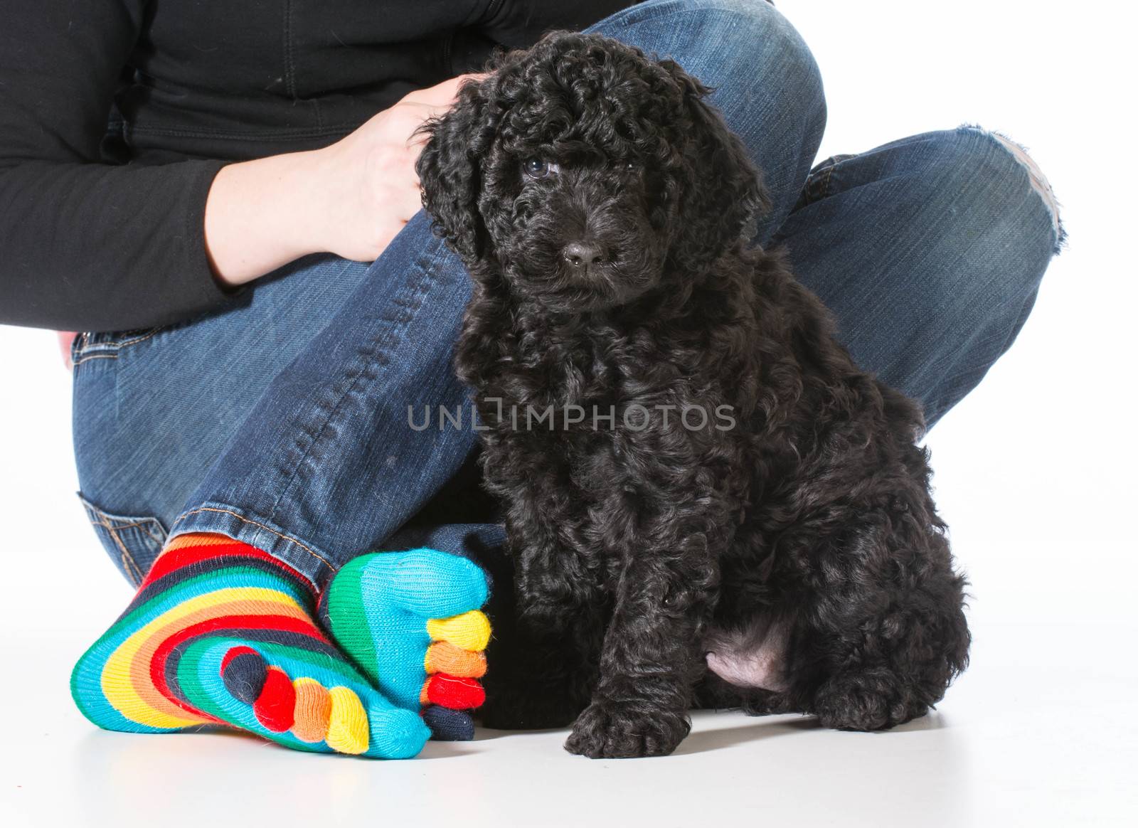 barbet puppy with owner sitting isolated on white background