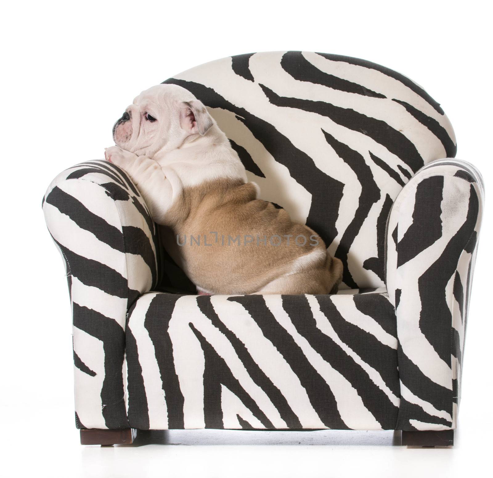 english bulldog puppy sitting on a chair on white background