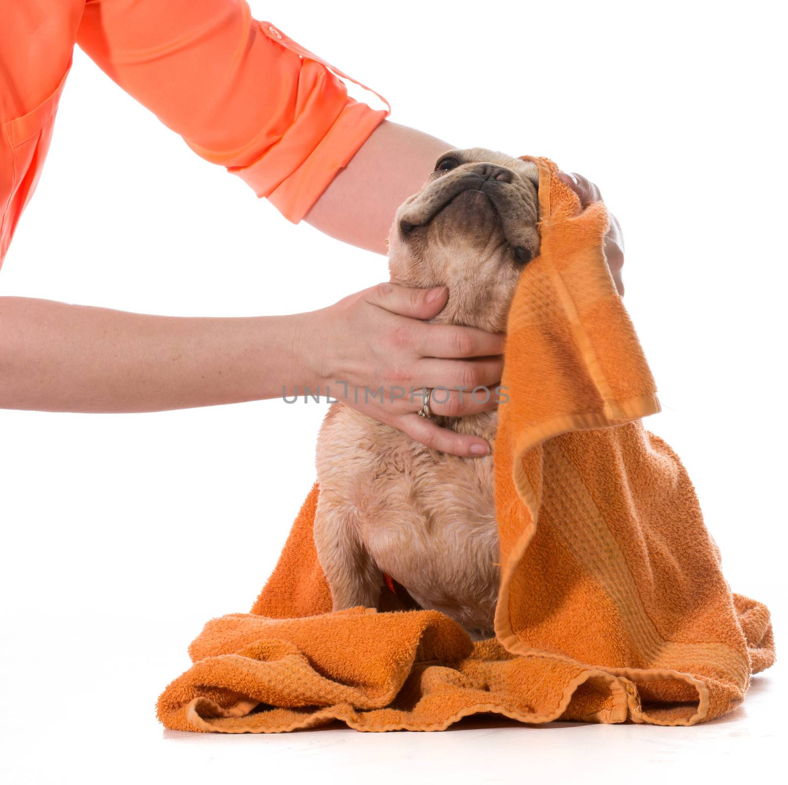 dog bath - french bulldog being dried off on white background