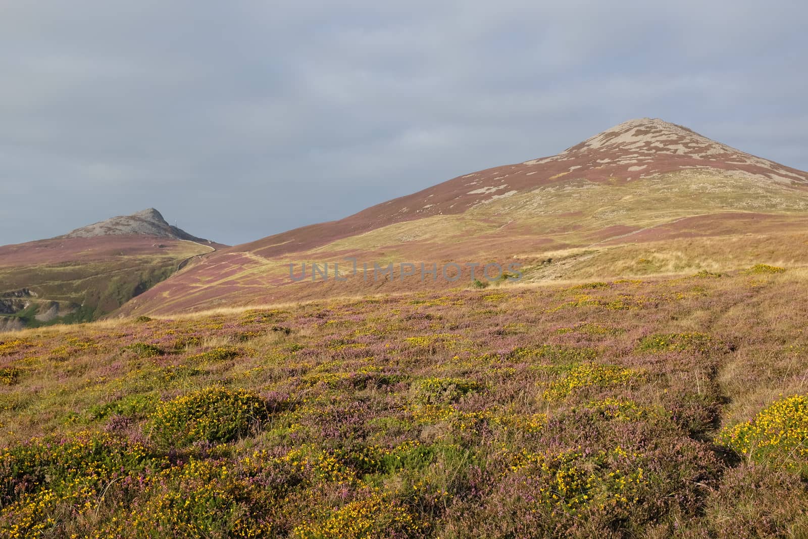 Yellow gorse and purple heather lead to the large peak of Yr Eifl and satelite peak, Lleyn Peninsular, Gwynedd, Wales, UK.