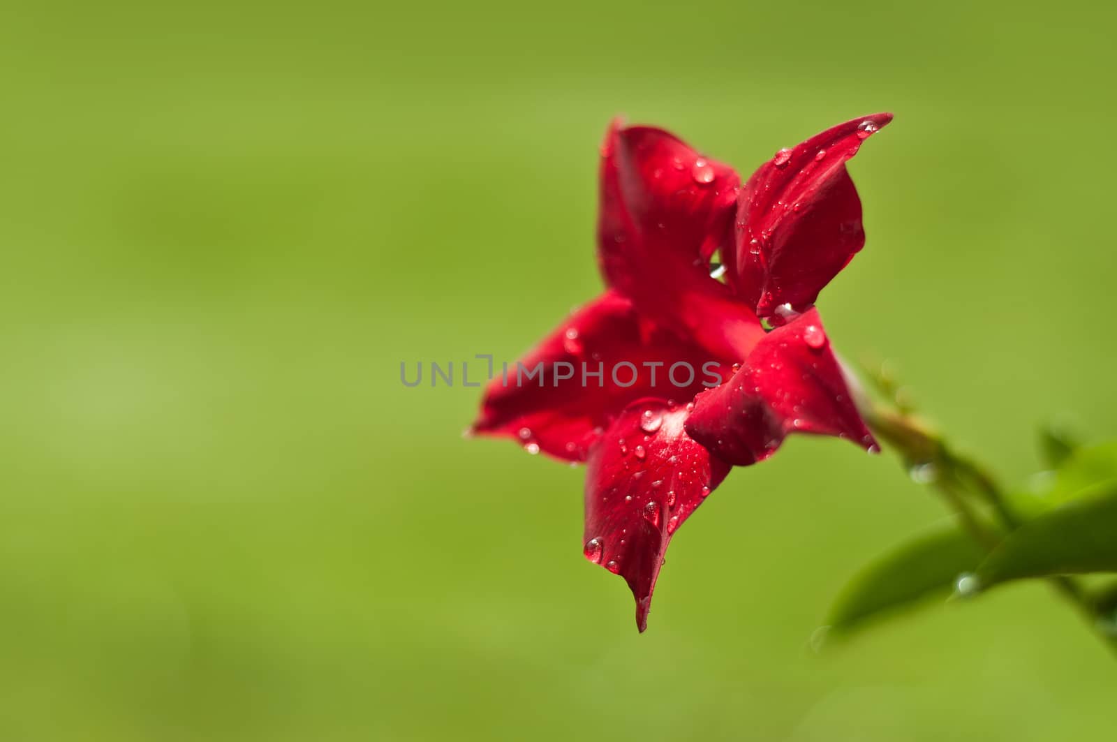 red flower diamantina-Scarlet with drop water by NeydtStock