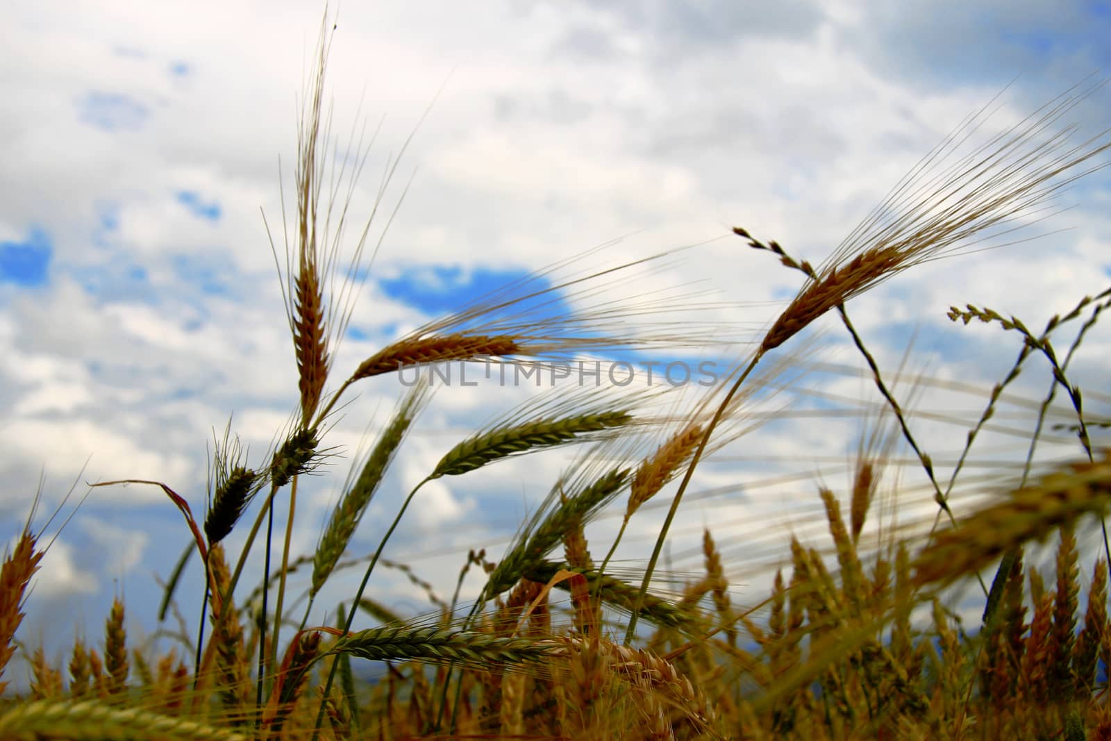 Golden ears on the summer field before harvest