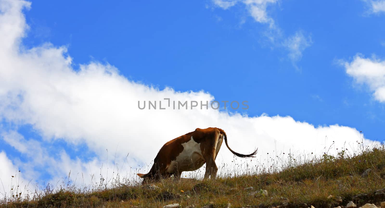 Lonely Cow On The Caucasus Mountain Grassland