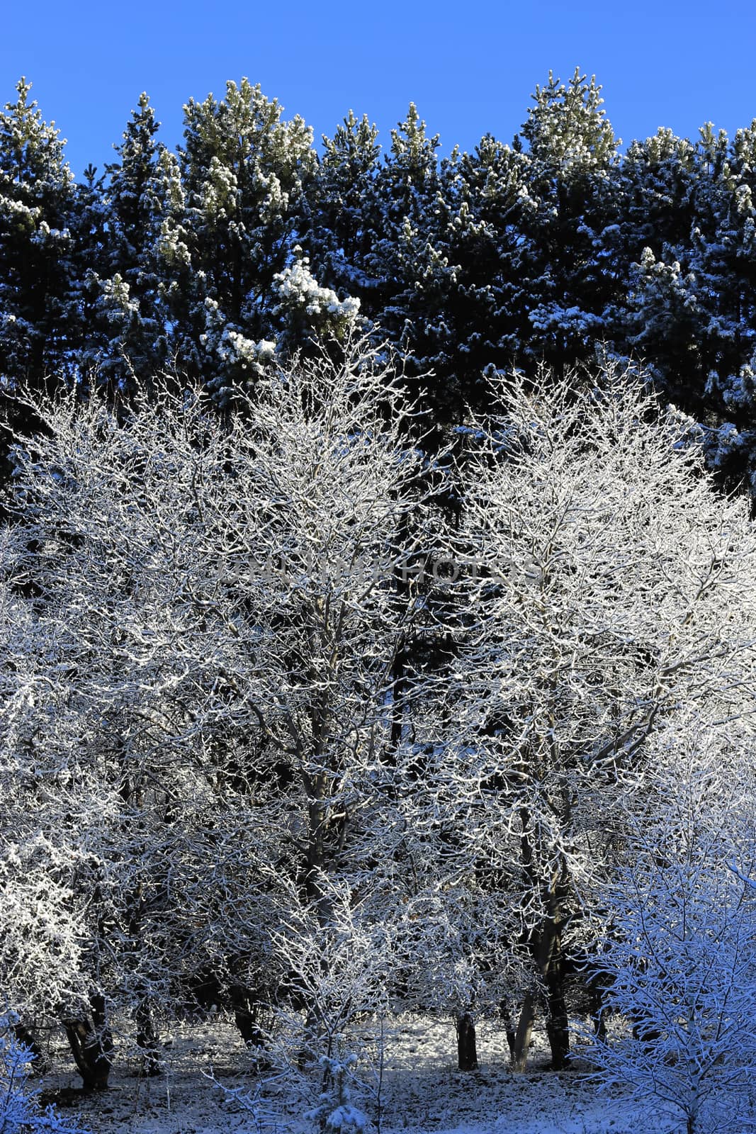 Trees covered with hoarfrost and snow in mountains