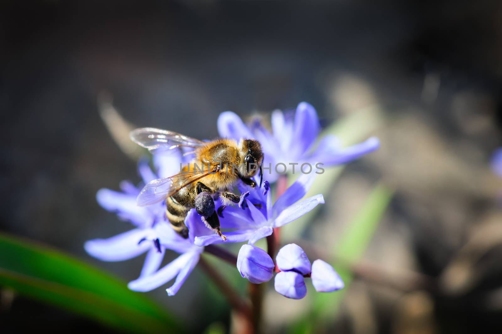 spring flower squill or scilla with harvesting bee