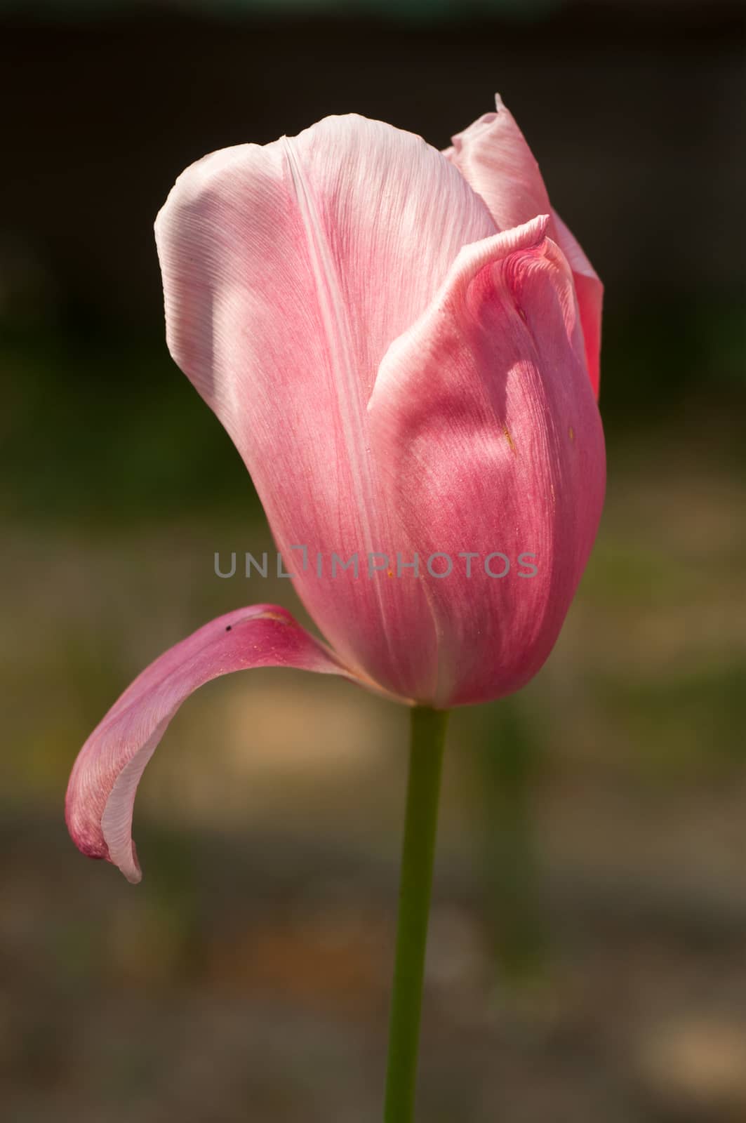 pink Tulip by NeydtStock
