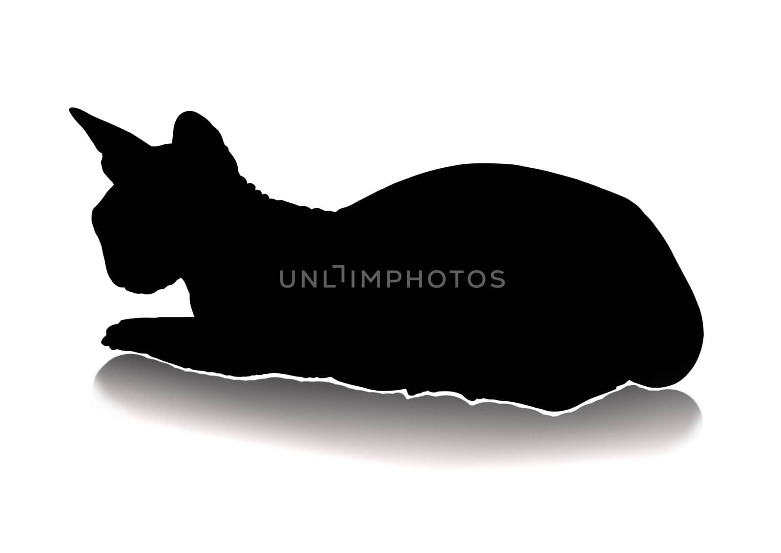 cat silhouette by zhannaprokopeva