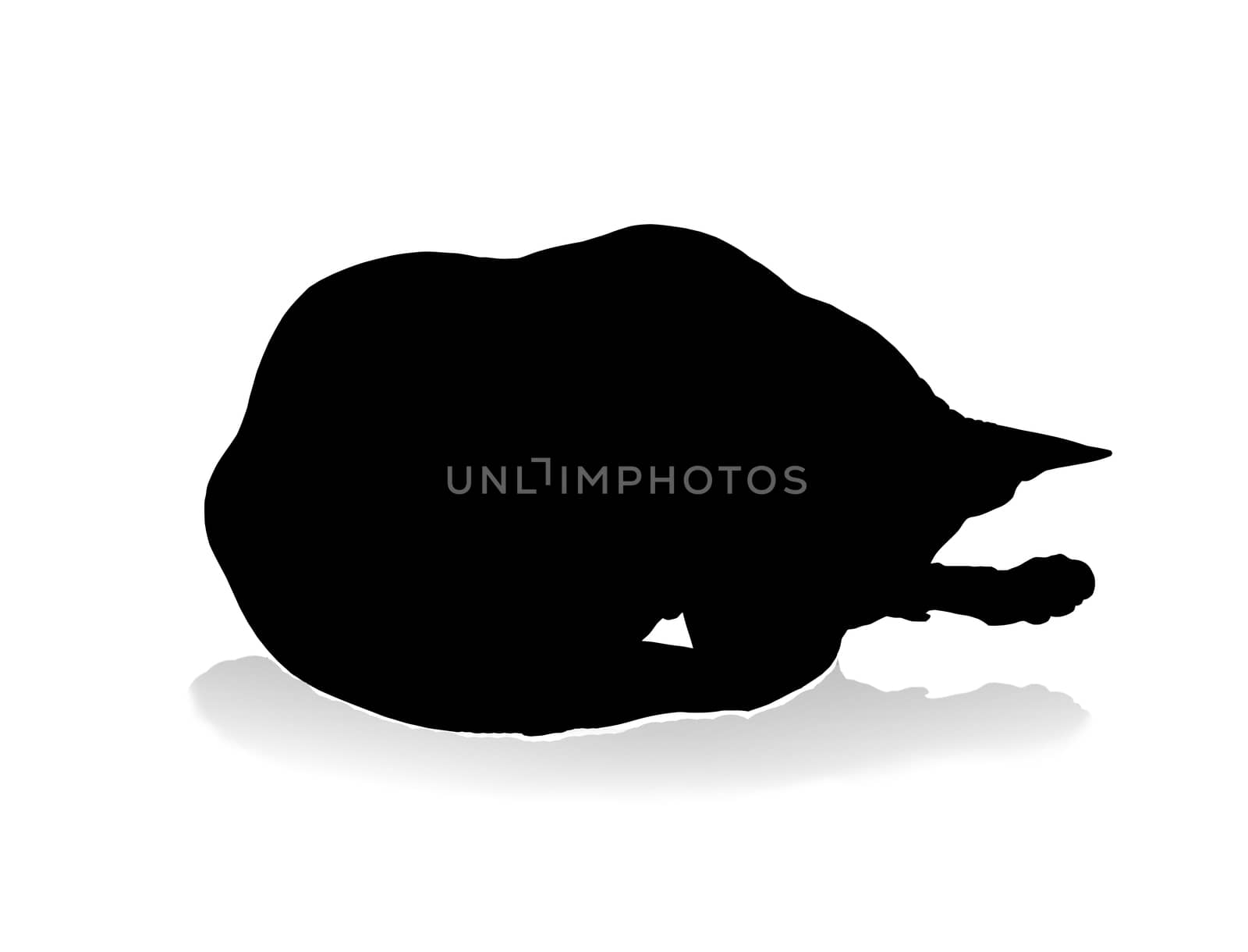 Cat silhouette with shadow, isolated on white background.