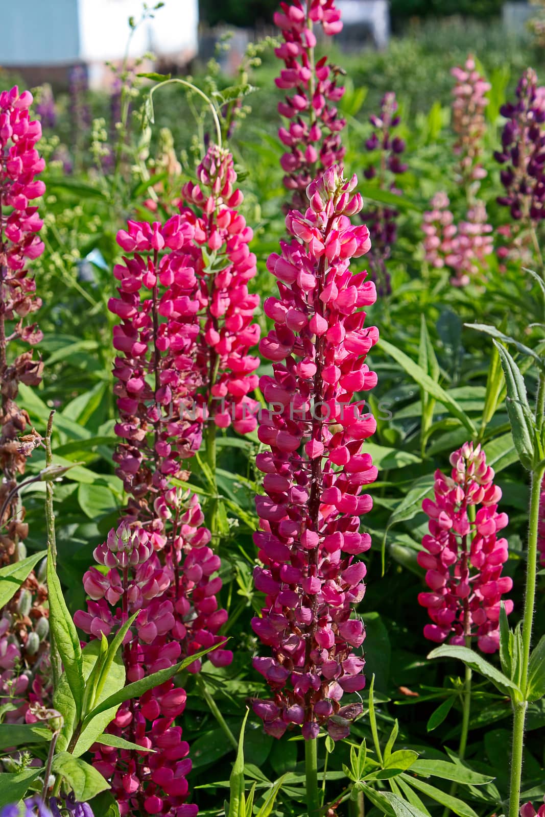 Lupine flowers closeup in a garden on a background of leaves.