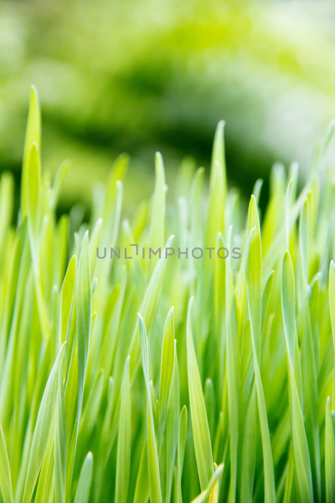 close up image of fresh spring green grass