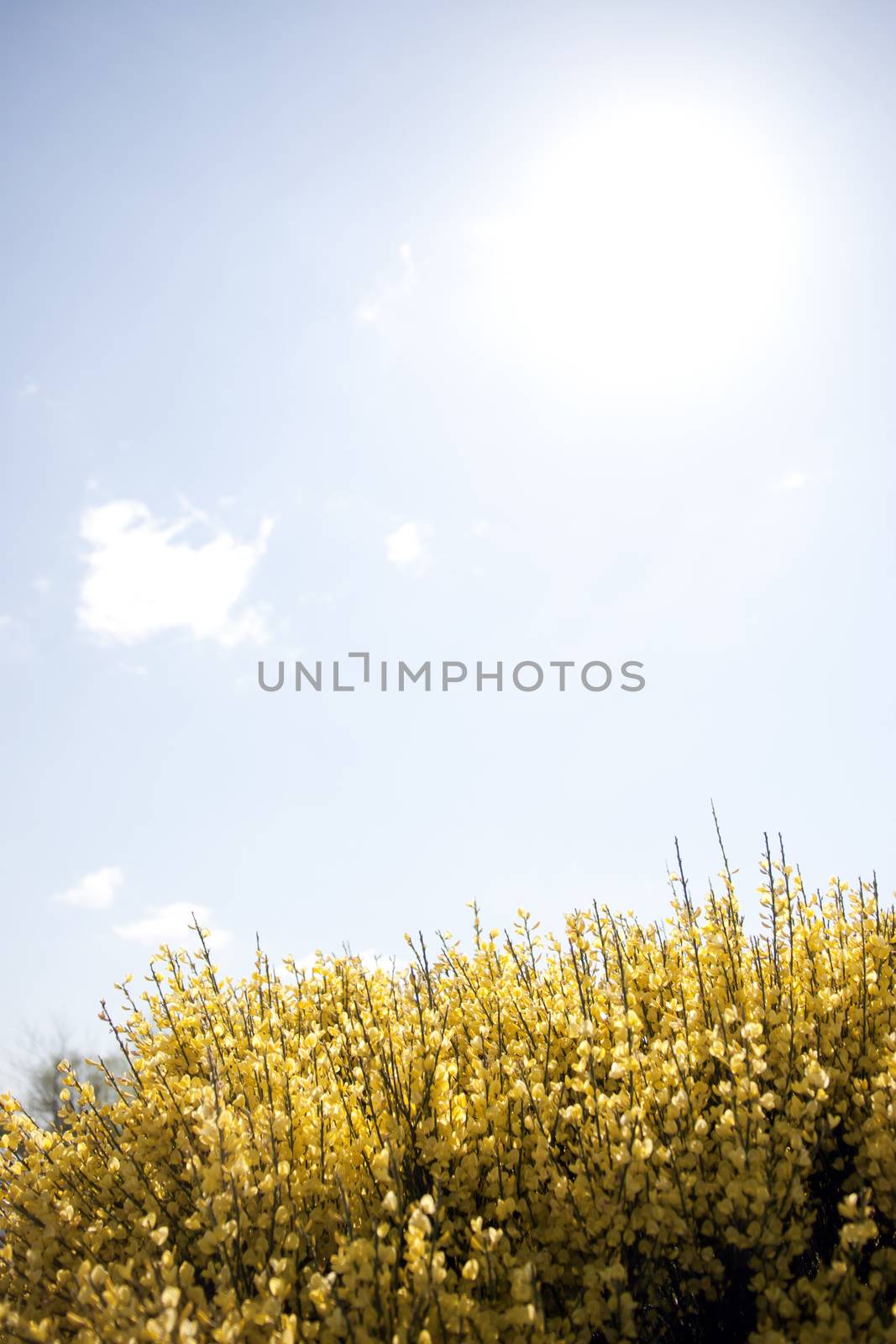 yellow flowering tree with a blue sky background