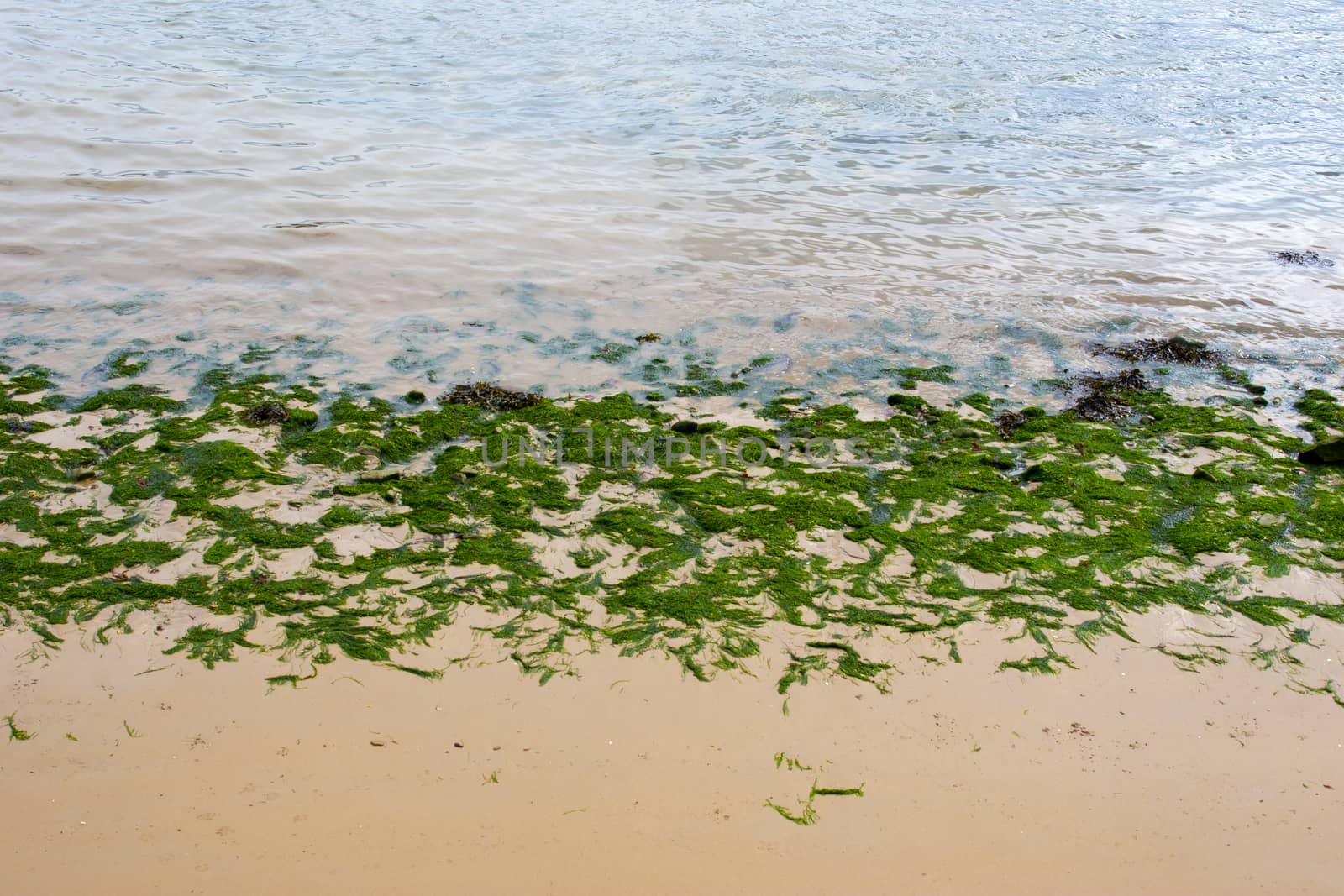 bright green seaweed on the shore in Youghal county Cork Ireland