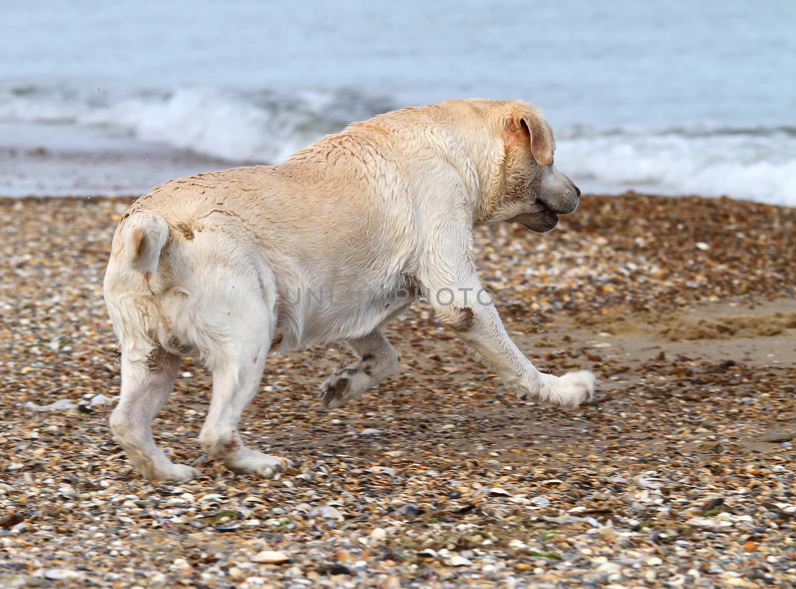 a yellow labrador swimming in the sea