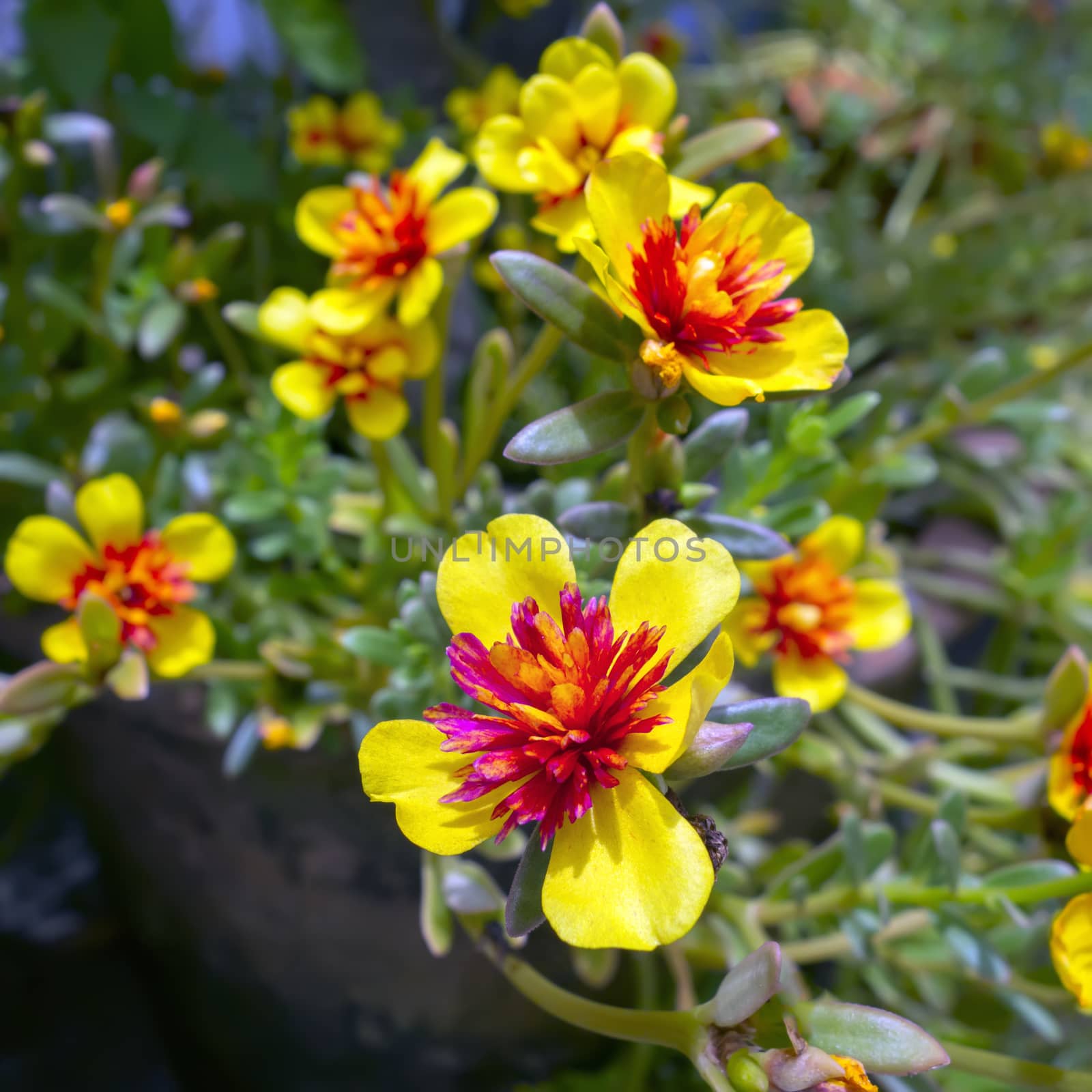 Red Yellow Flower and Green Leaves in Chiang Rai Garden.